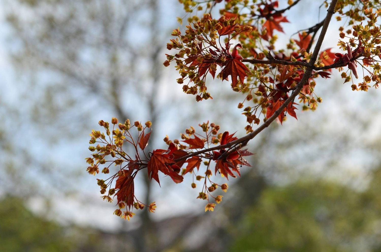 Red maple leaves and berries form an intricate pattern against a blurred sky.