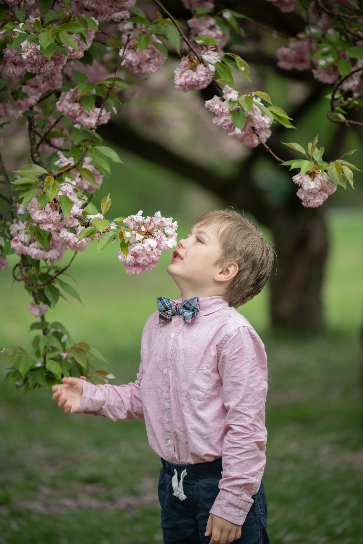 Delicate pink cherry blossoms bloom on tree branches in springtime while small visitor in pink shirt and bowtie admires them.