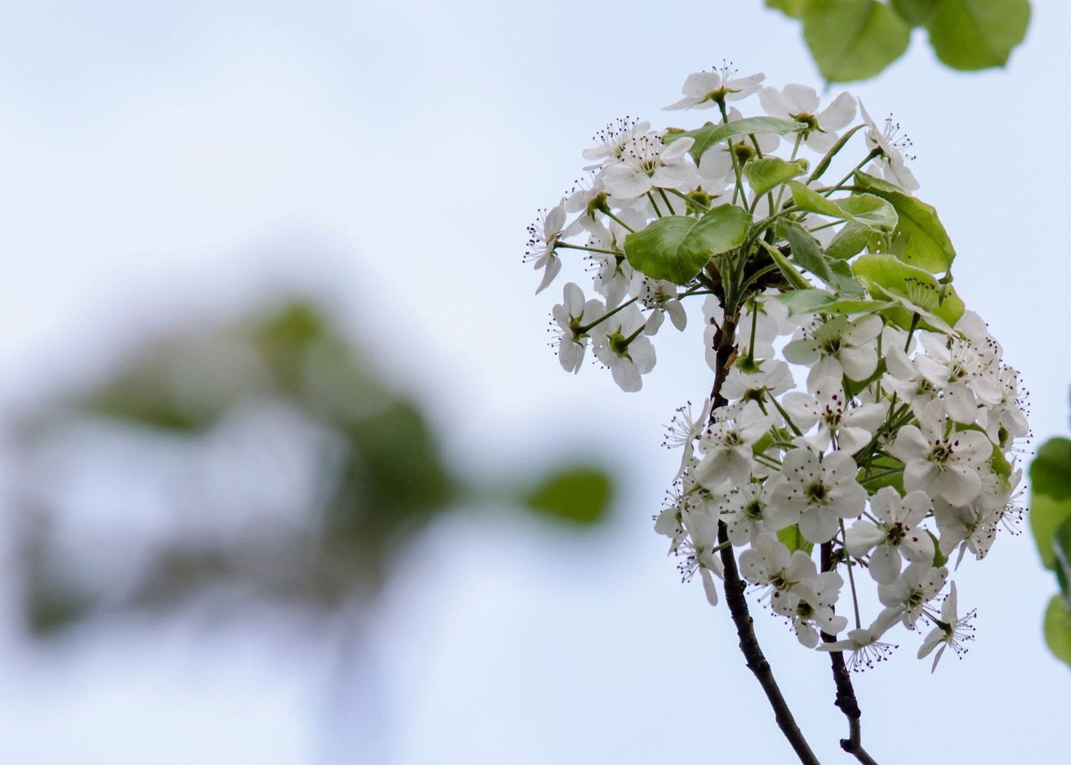 Clusters of delicate white spring blossoms with green leaves against a pale sky.