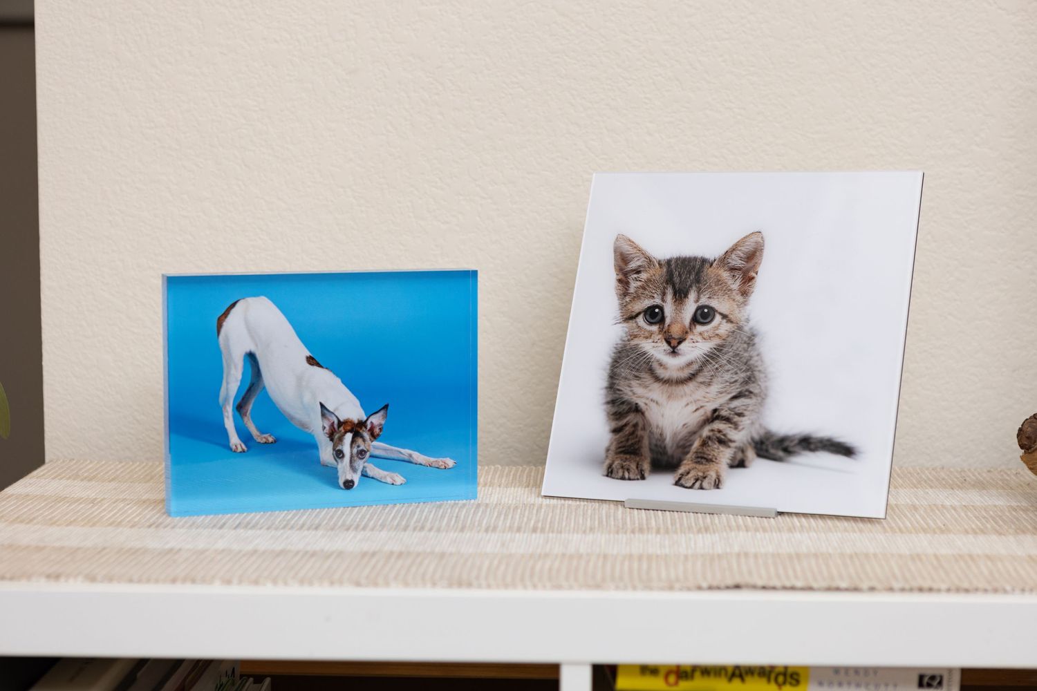 Plexiglass or acrylic prints of a dog and a cat.