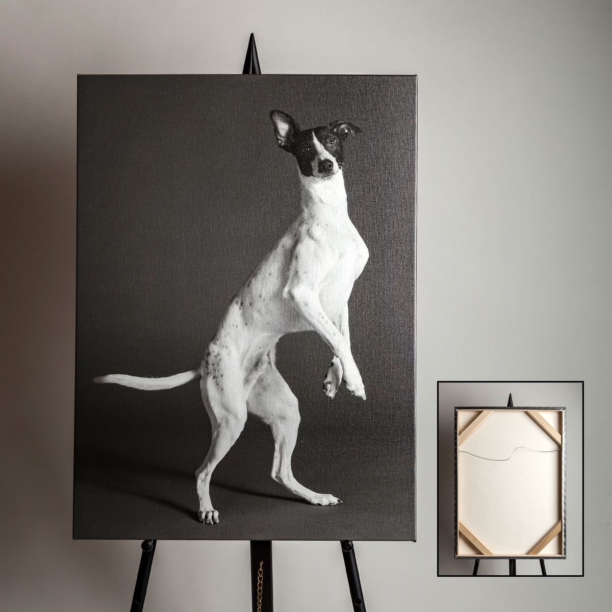 A canvas gallery wrap of an Italian greyhound appearing to be dancing on his hind legs.