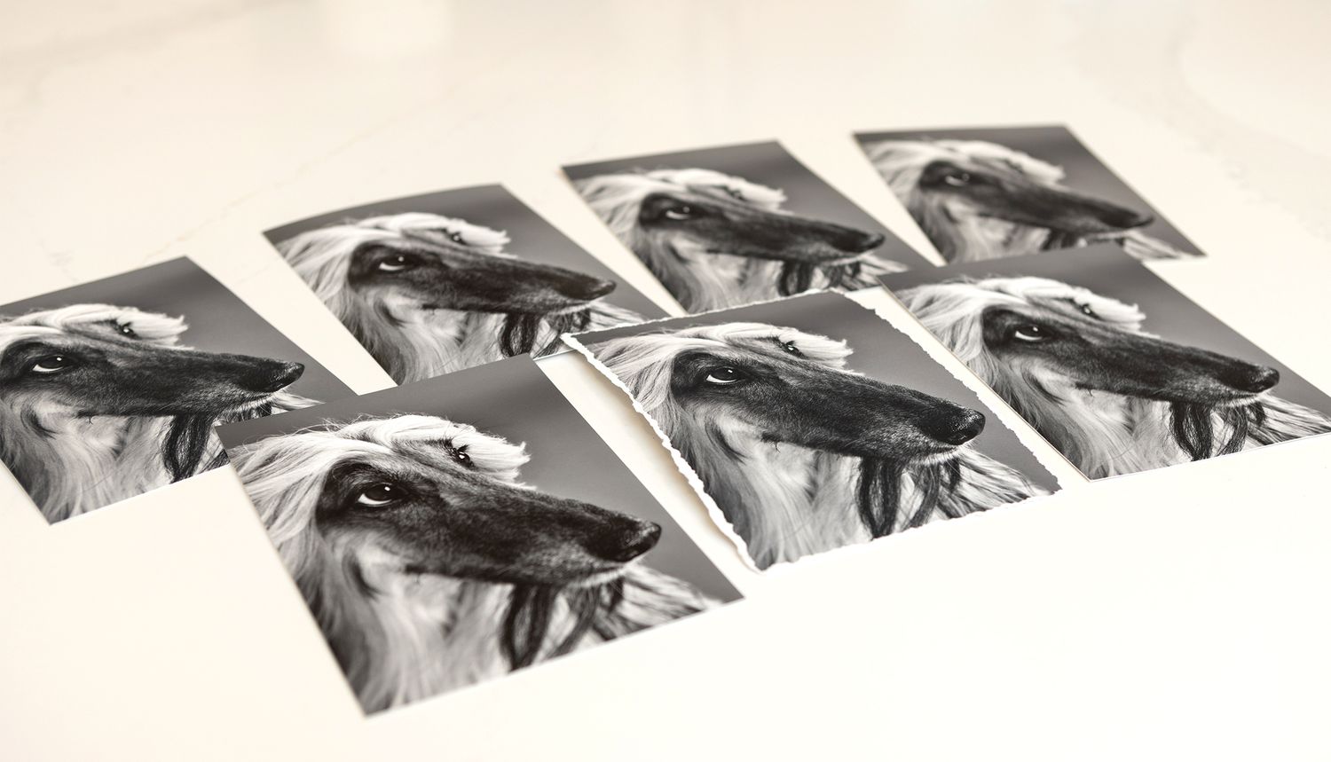 A profile shot of an Afghan dog printed on seven different types of photographic paper.