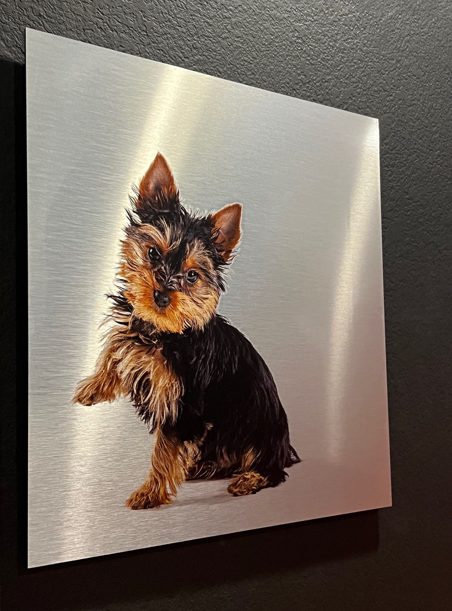 A portrait of a Yorkshire Terrier puppy printed on brushed aluminum.