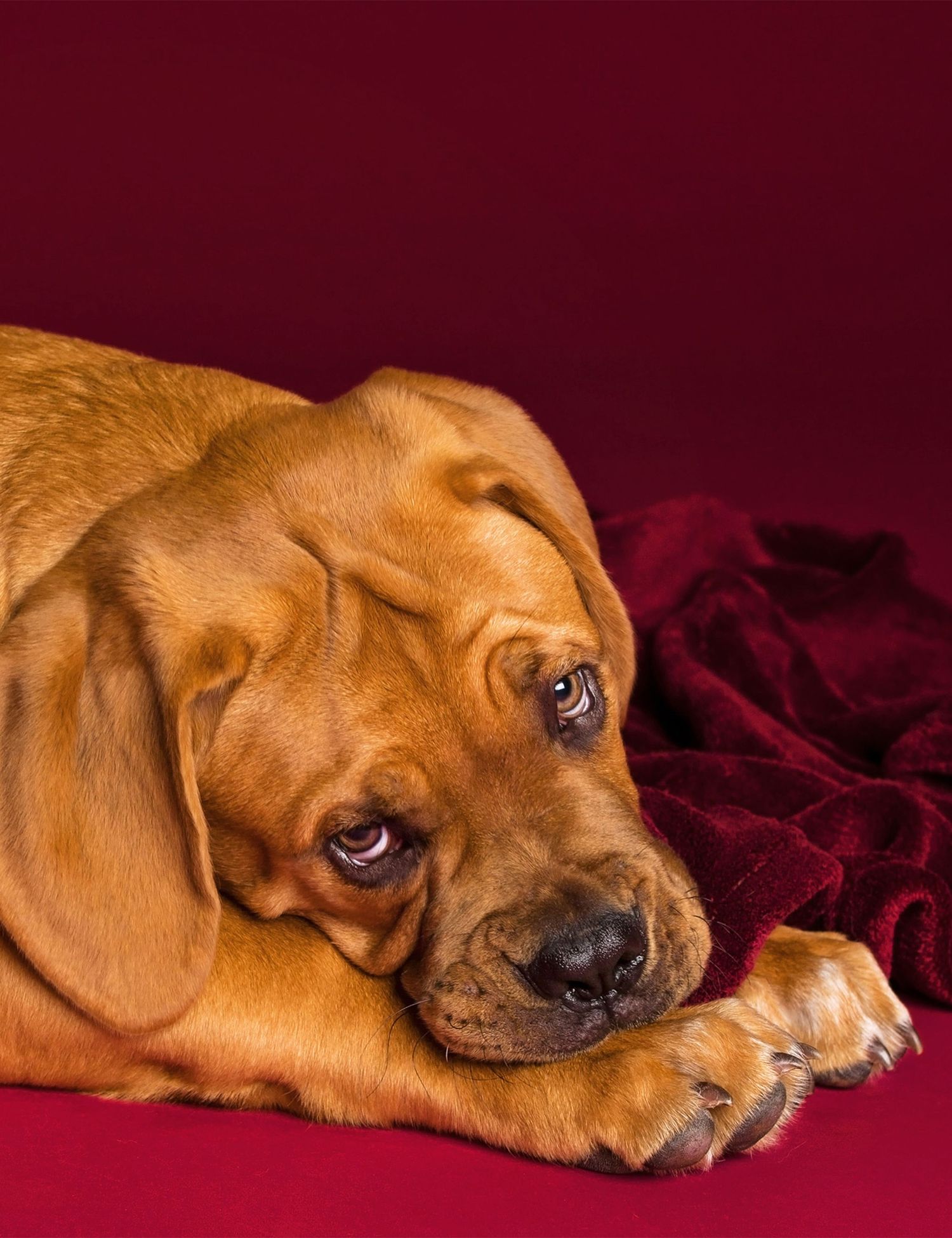 Adorable French mastiff puppy with droopy eyes photographed against a burgandy background looking sad and contemplative.