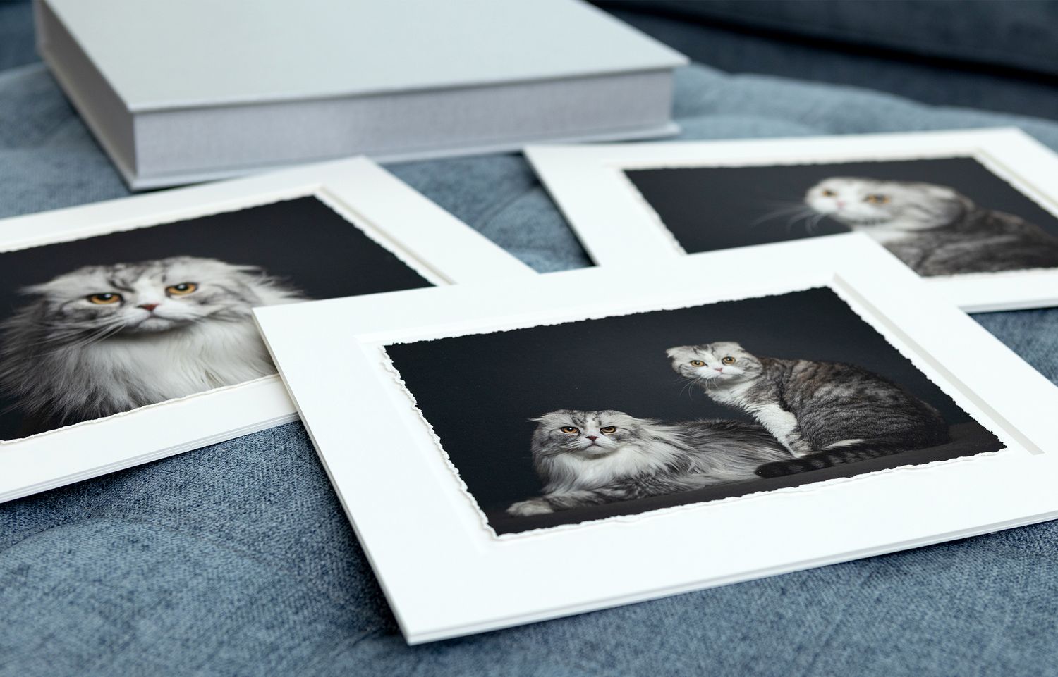 A matted portrait box of photographs of cats laid out on a gray surface.