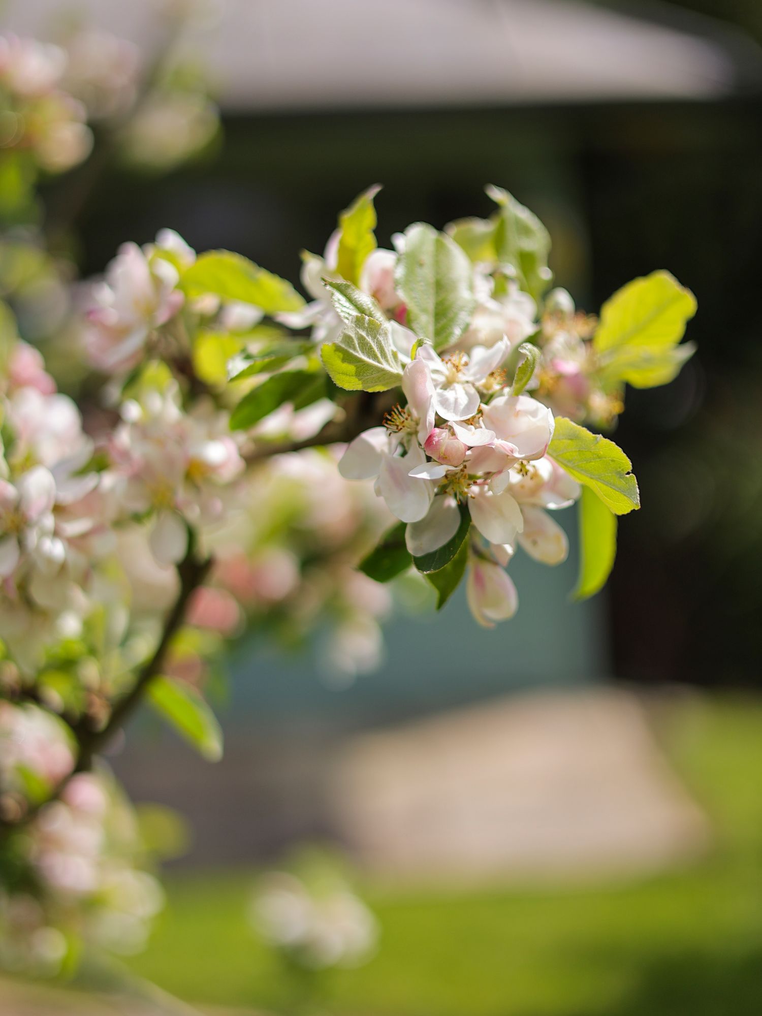 Close-up of delicate pink and white apple blossom flowers blooming on a branch in soft spring sunlight.
