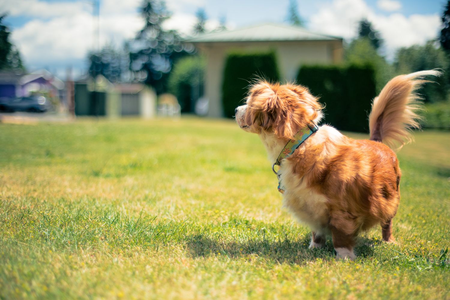 Pet portrait of a small golden dog outdoors — Ground Glass Photography, Kent Washington