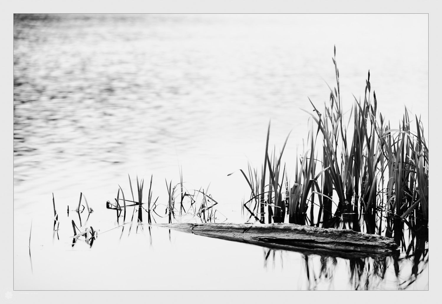 Black and white fine art photograph of marsh reeds and still water — Nicholas Redick, Ground Glass Photography, Kent WA