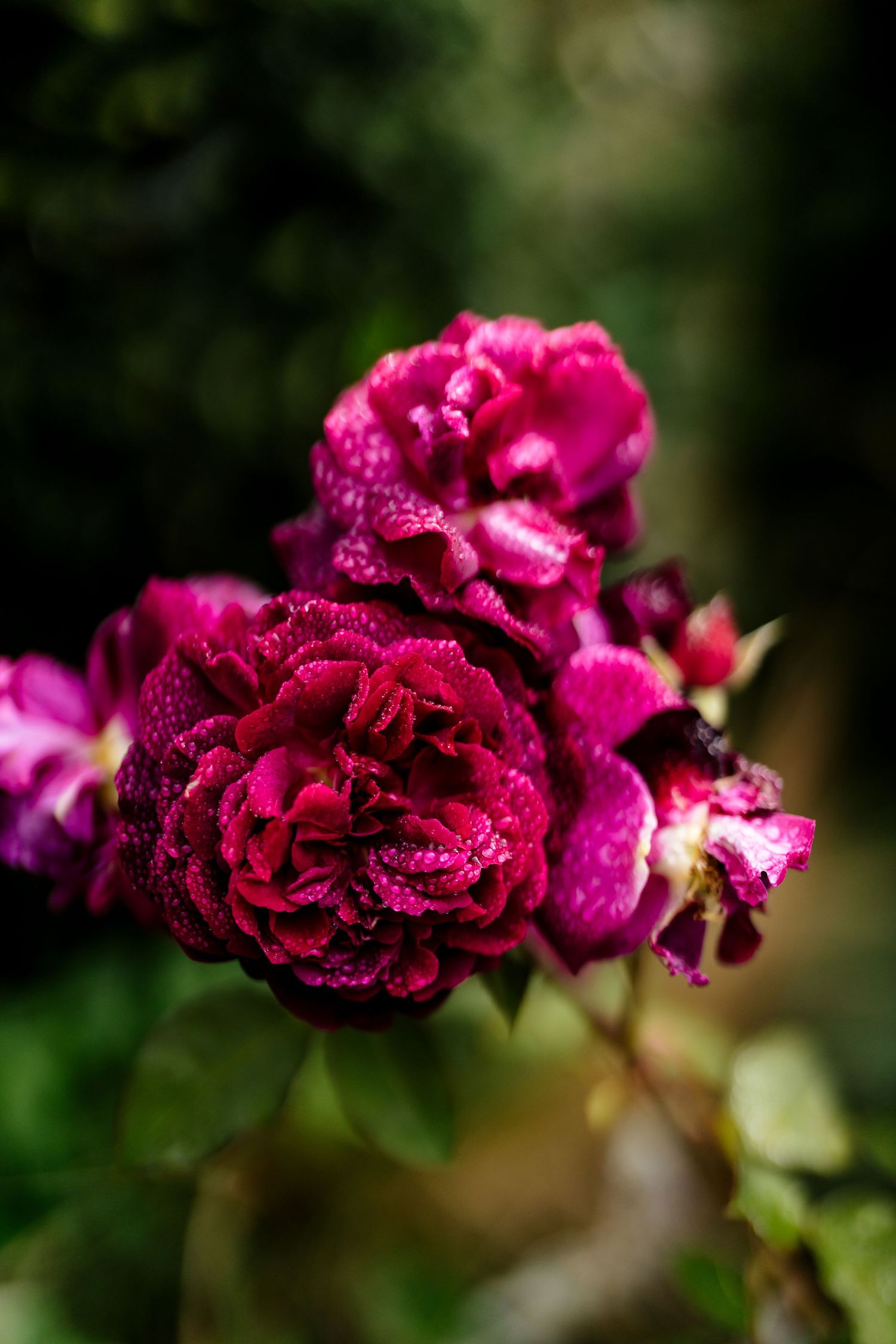 Deep magenta carnation flowers with dark ruffled petals glisten with tiny water droplets against a blurred green background.