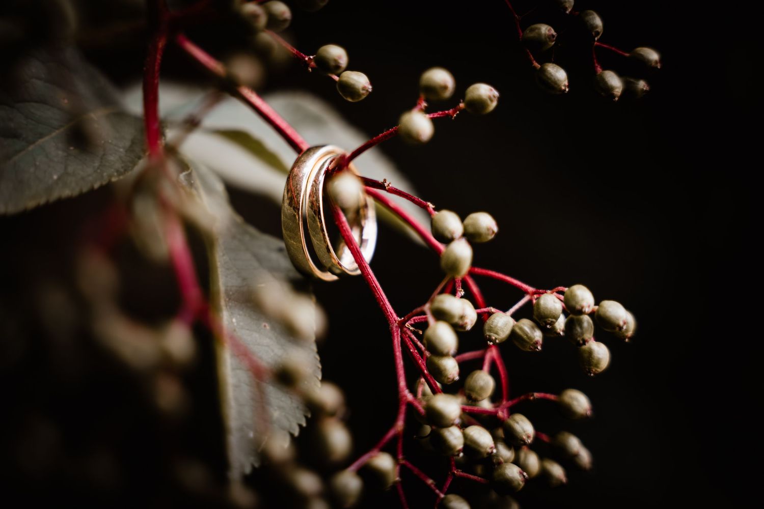 Two gold wedding rings resting on red berry branches with small cream berries in dark setting.