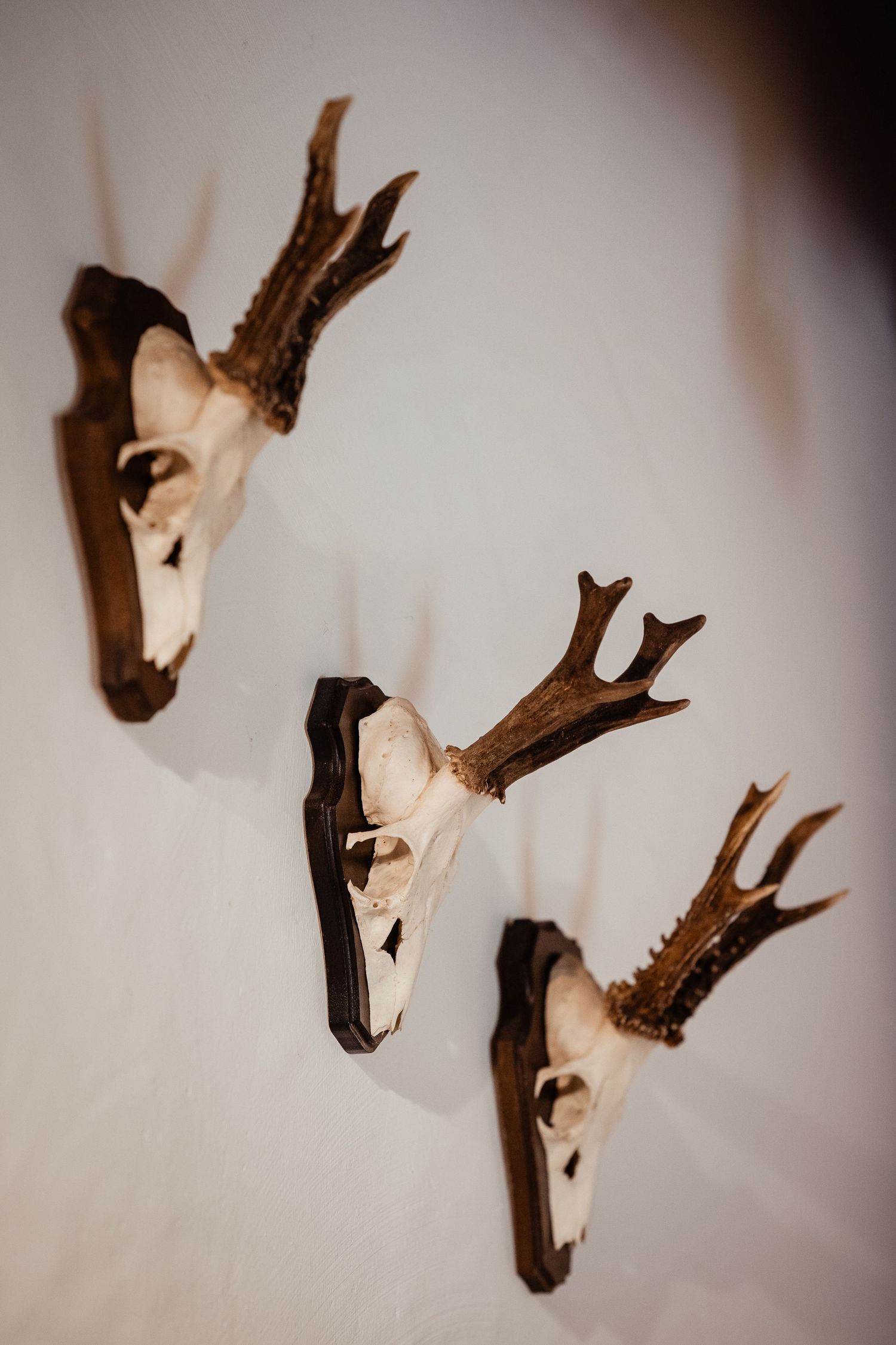 Three deer skull mounts with antlers displayed on a white wall in a rustic hunting lodge setting.