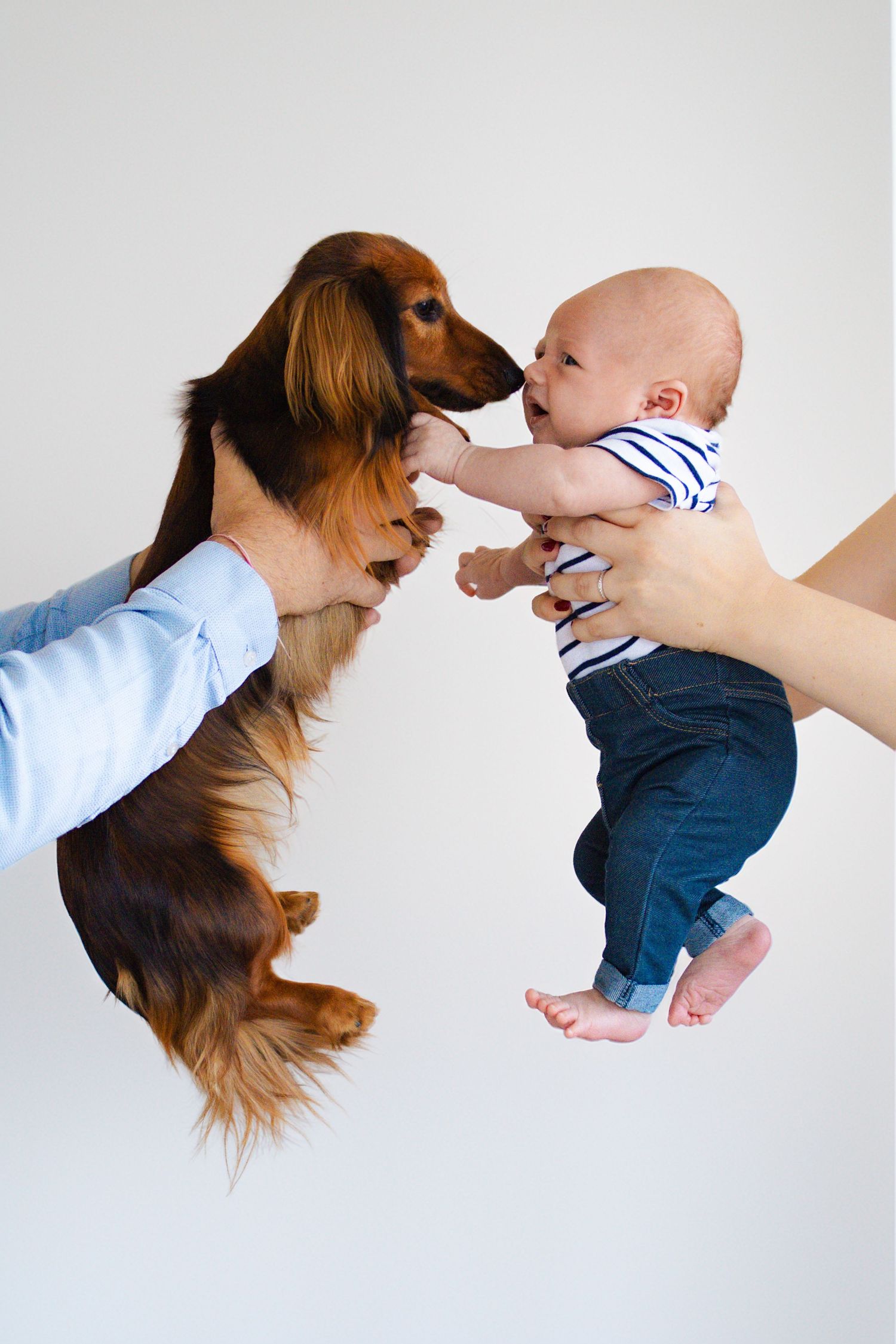 A brown dachshund dog and a baby in jeans being held up face-to-face by two adults against a white background.