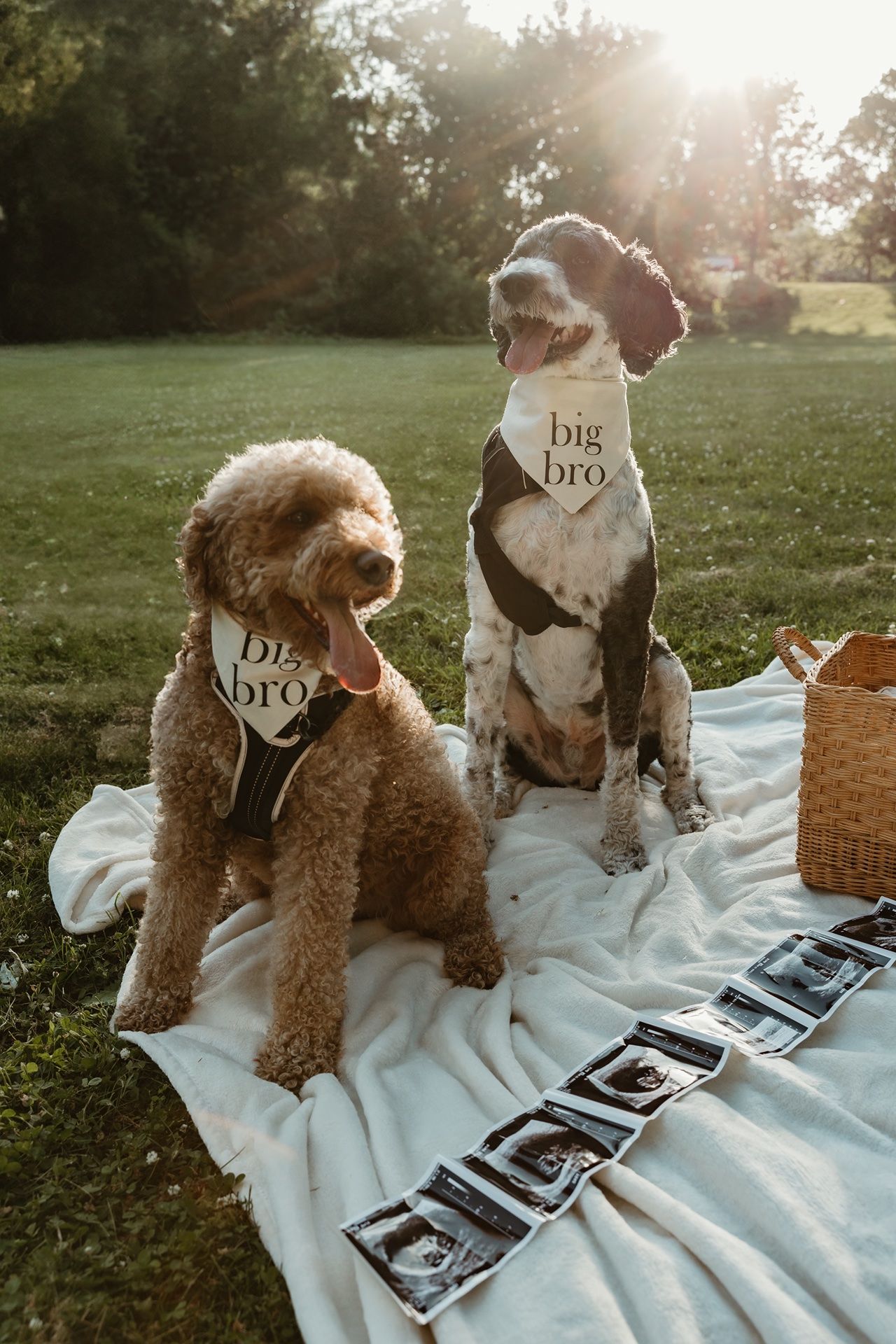 Two dogs wearing big bro bandanas sit on a blanket with ultrasound photos for a pregnancy announcement.