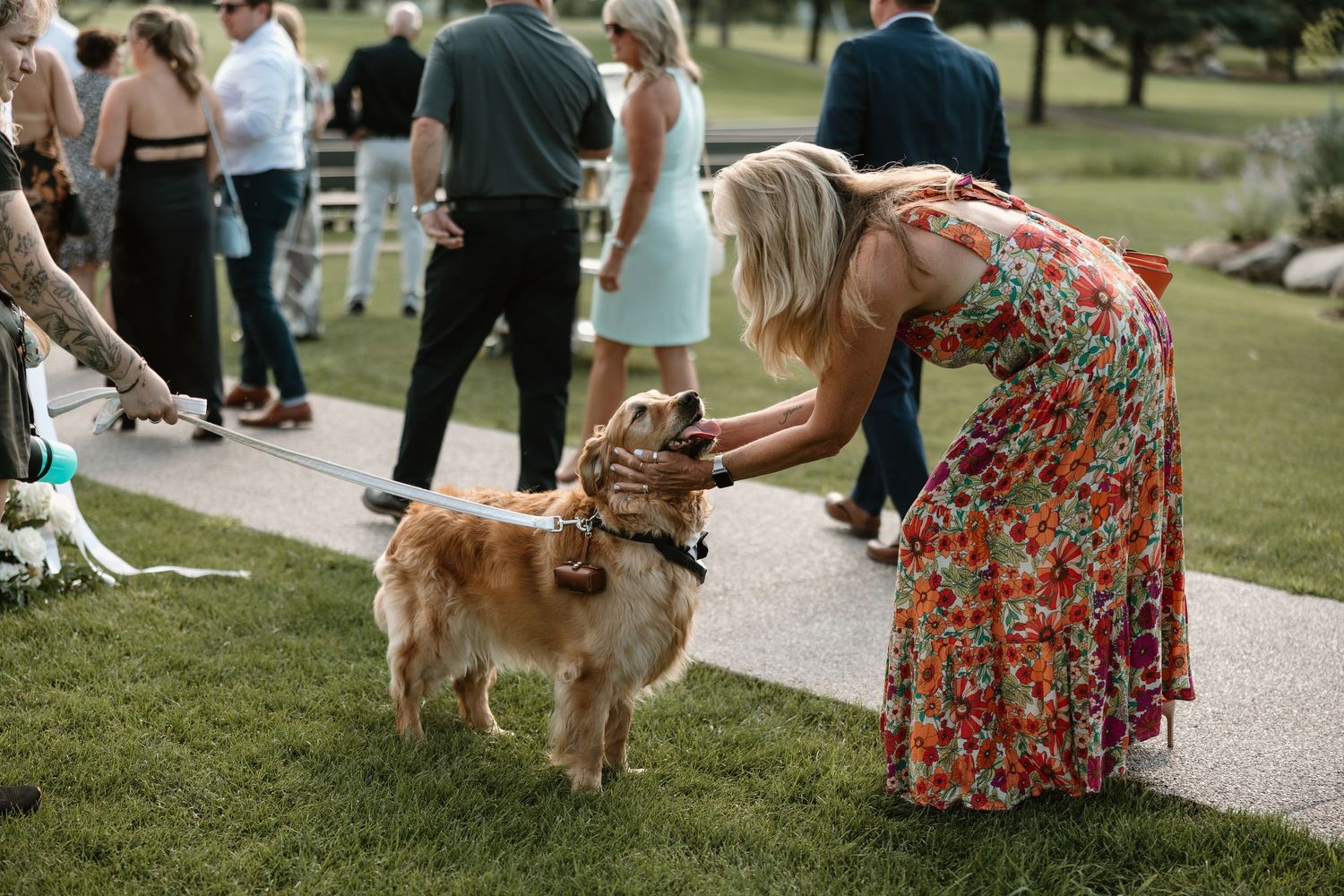 Golden retriever dogs playing with their owners on a grassy path during a sunny outdoor gathering.