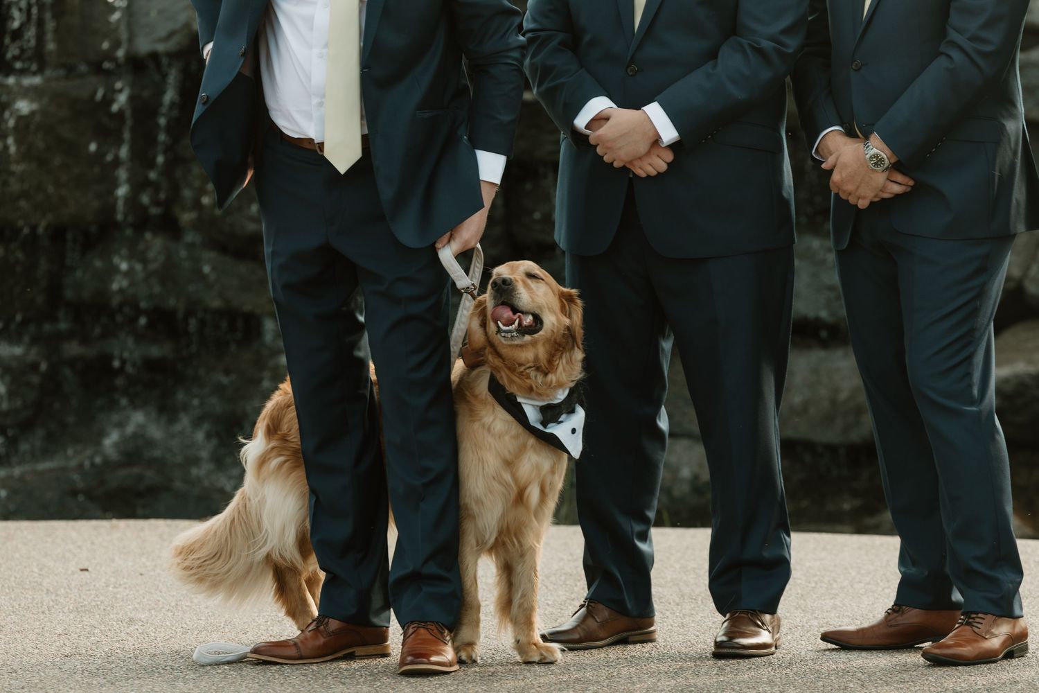 A row of people in dark suits standing next to brown dogs at a formal outdoor event.
