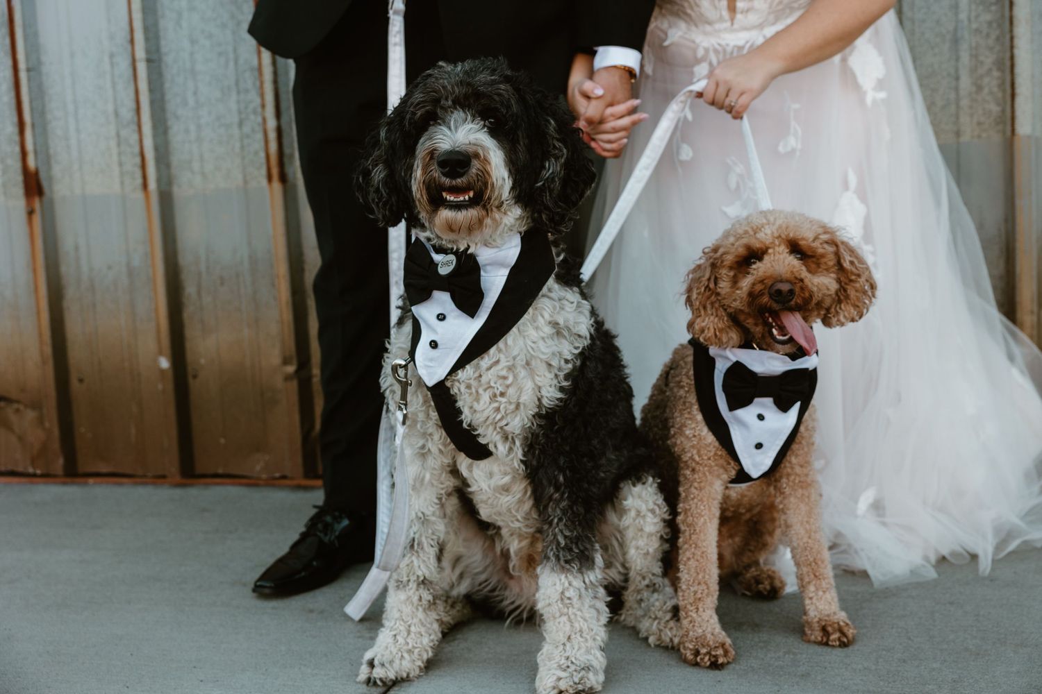 Becca's MN Petcare wedding pet attendant service in Minneapolis