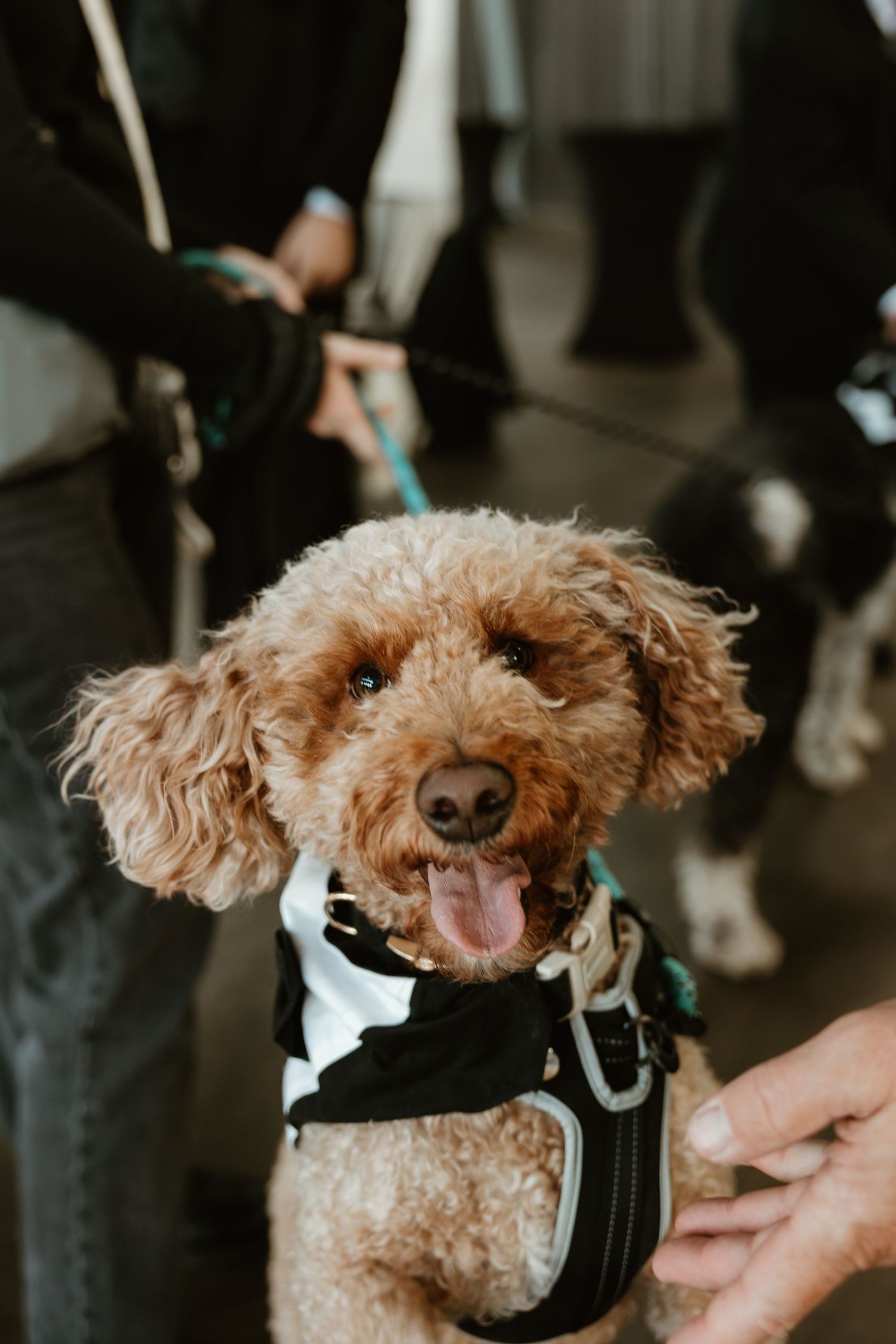 Smiling goldendoodle dog wearing a black and white harness with curly fur and long floppy ears.