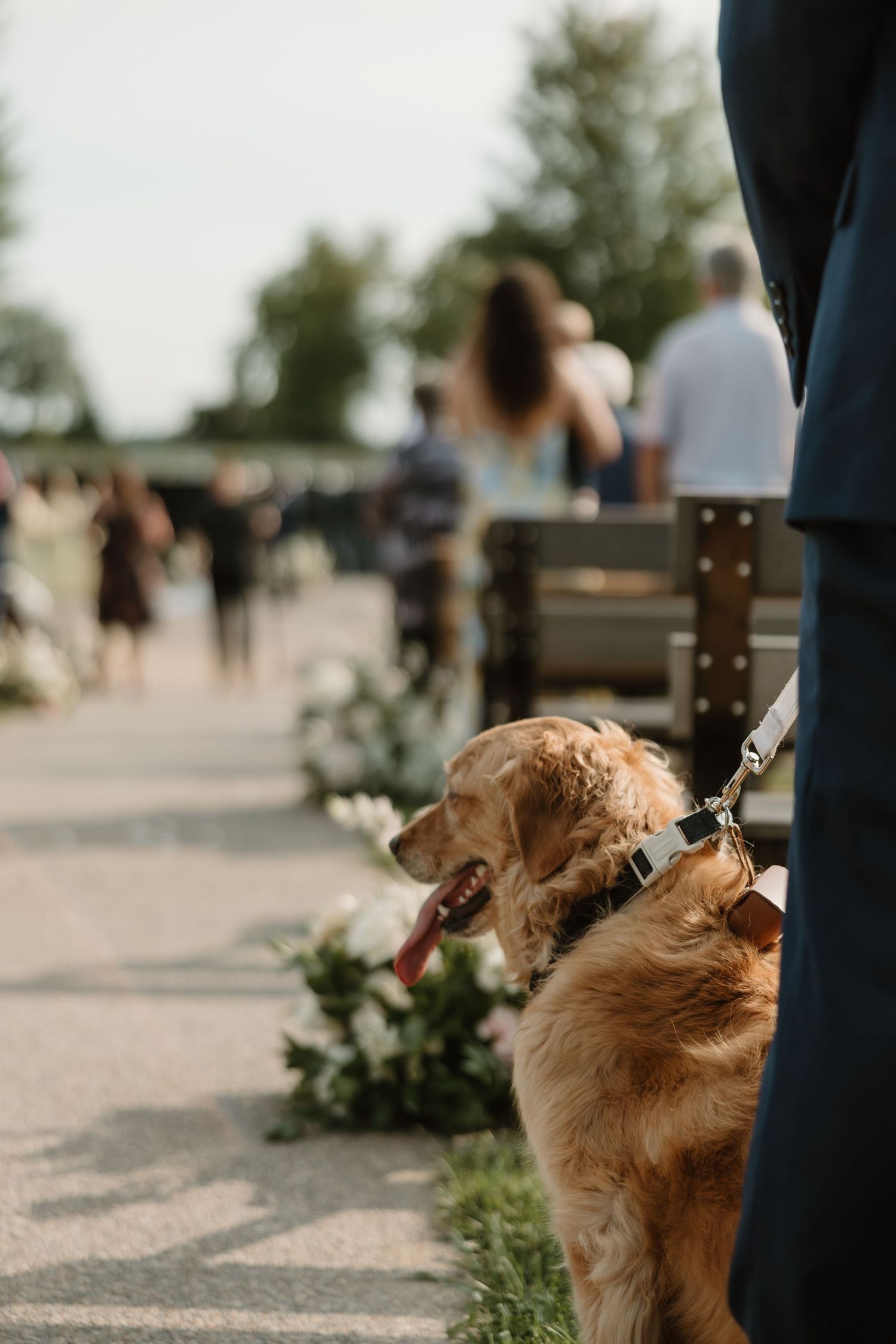 A happy golden retriever dog with a leash smiles outdoors during a sunny day at an outdoor event.