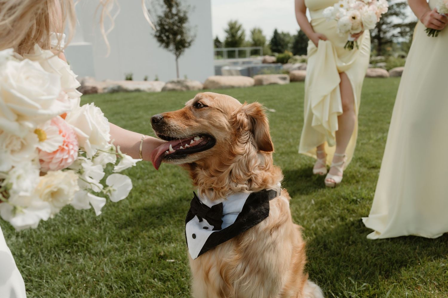 A golden retriever wearing a black bow tie sits on grass at an outdoor wedding ceremony.