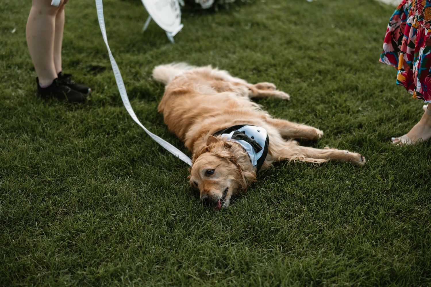 Golden retriever dog lying on green grass while wearing a blue harness during outdoor gathering.