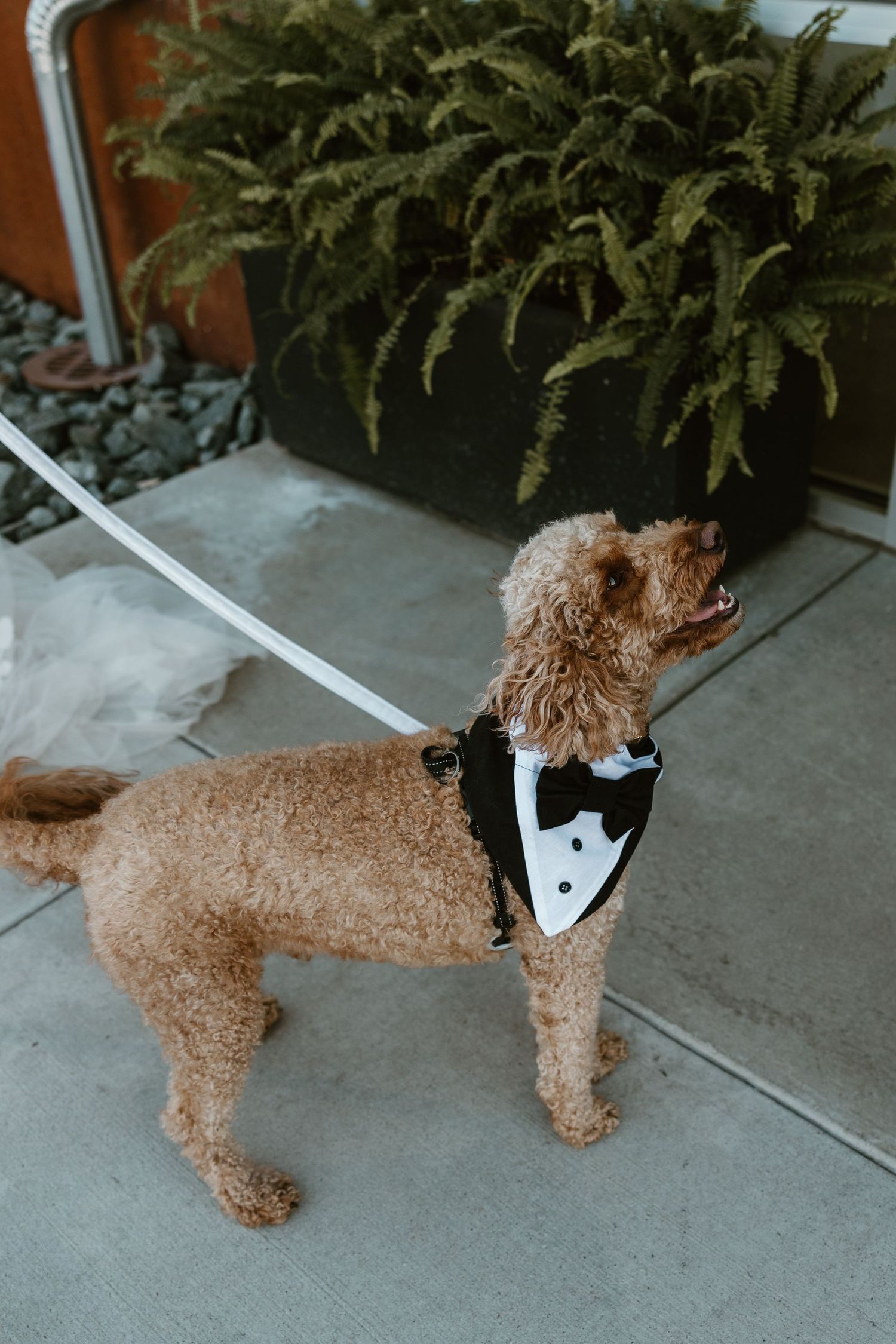 A goldendoodle dog wearing a formal black and white tuxedo bow tie stands on a concrete patio near potted plants.