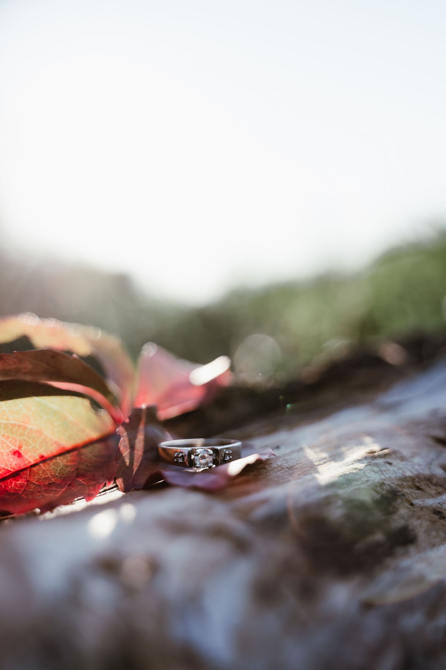 Macro shot of autumn leaves with shallow depth of field creating artistic bokeh effect.