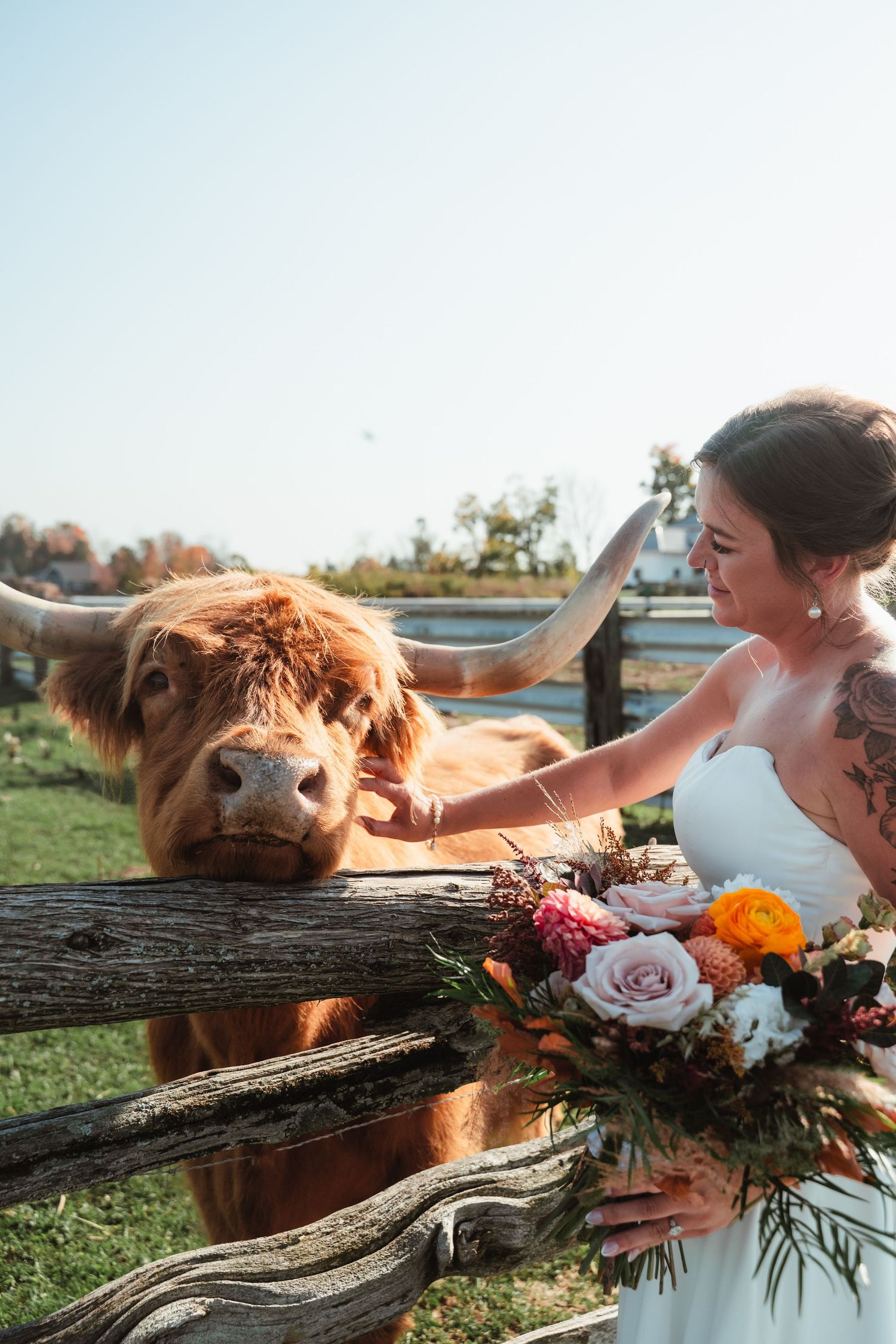 A bride in white dress pets a Highland cow while holding a colorful autumn bouquet.