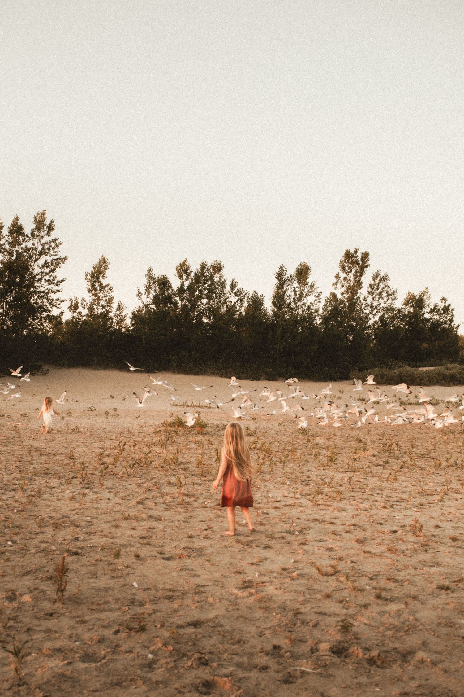 People walking on beach with seagulls flying in golden sunset light.