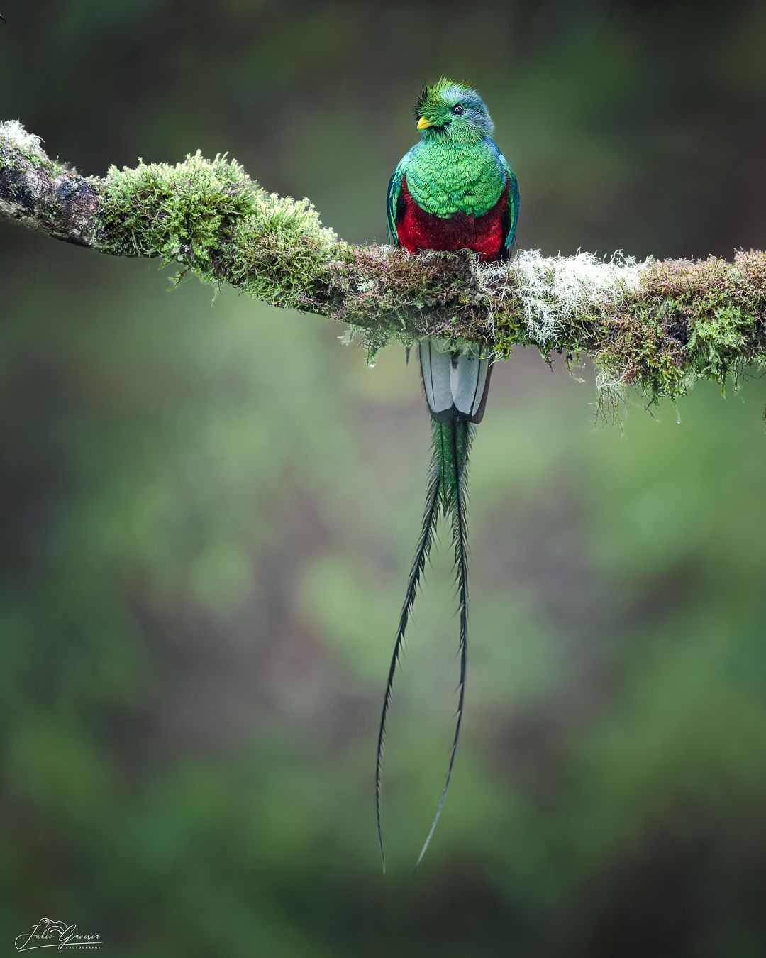 Quetzal