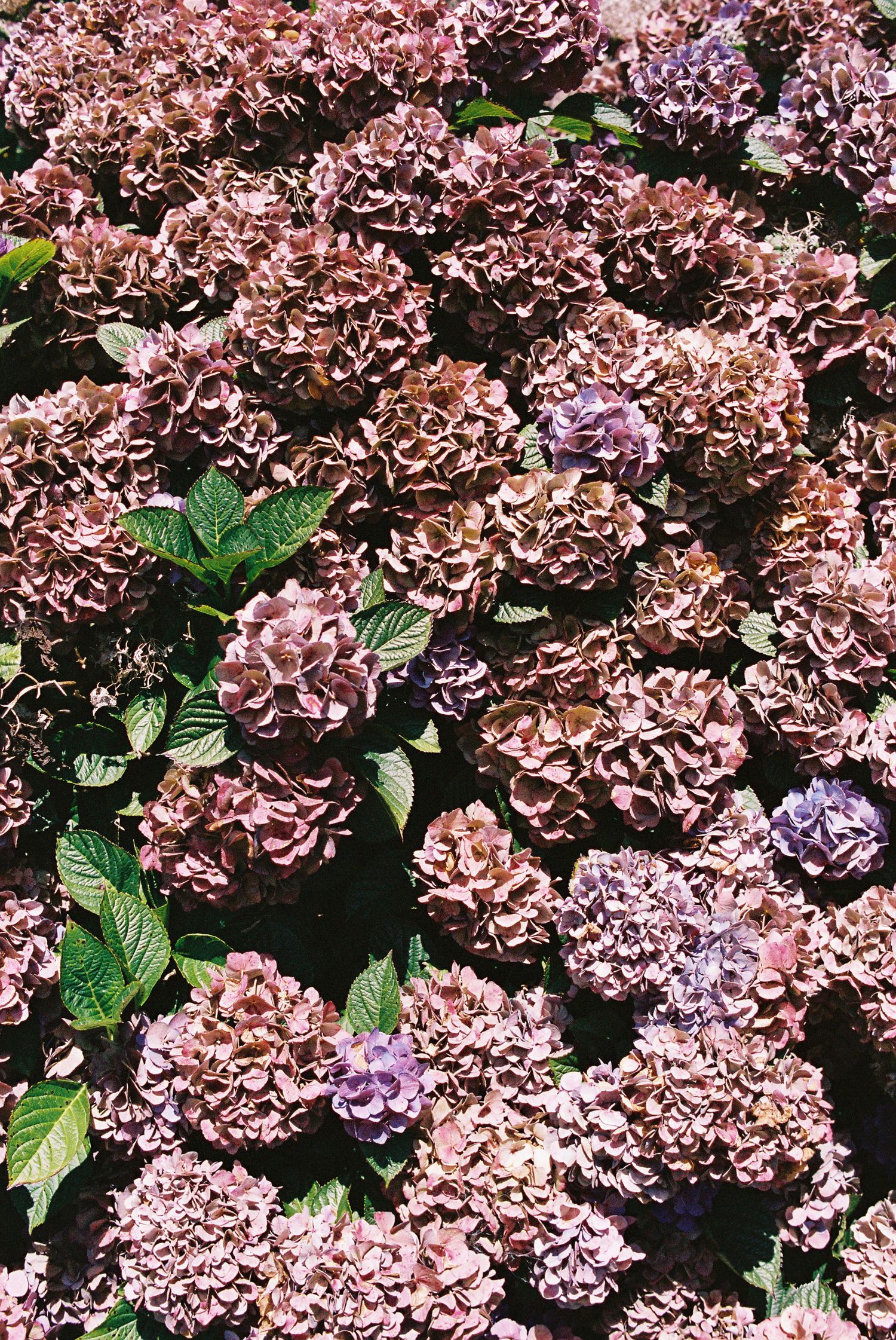 Dense cluster of blooming pink and purple hydrangea flowers with green leaves in bright sunlight.
