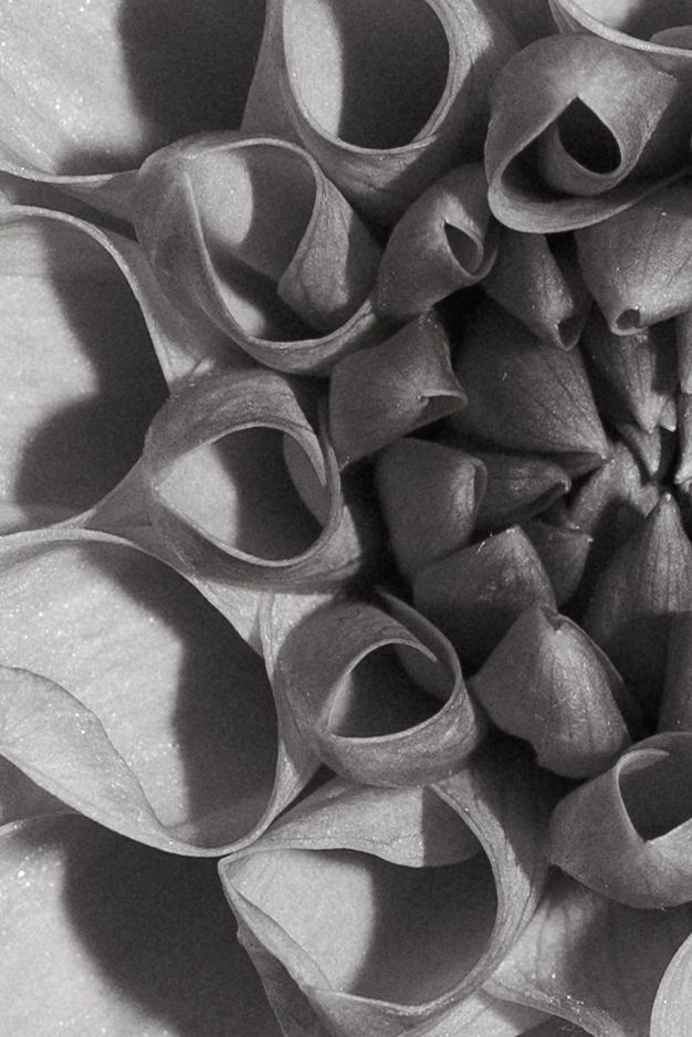 Close-up black and white macro photograph of curled organic flower petals with shadows.