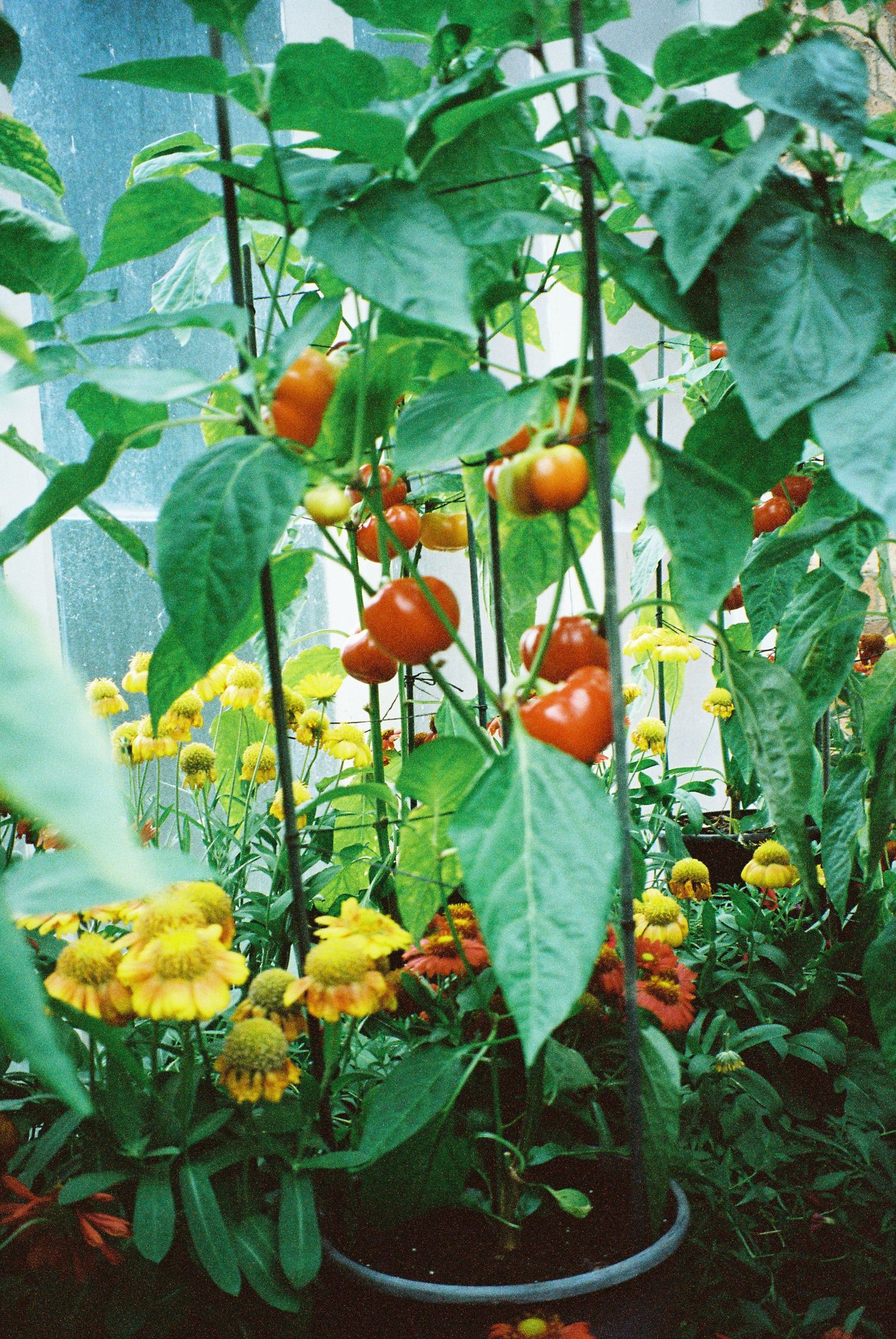 Cherry tomatoes ripening on the vine alongside yellow marigold flowers in a garden pot.