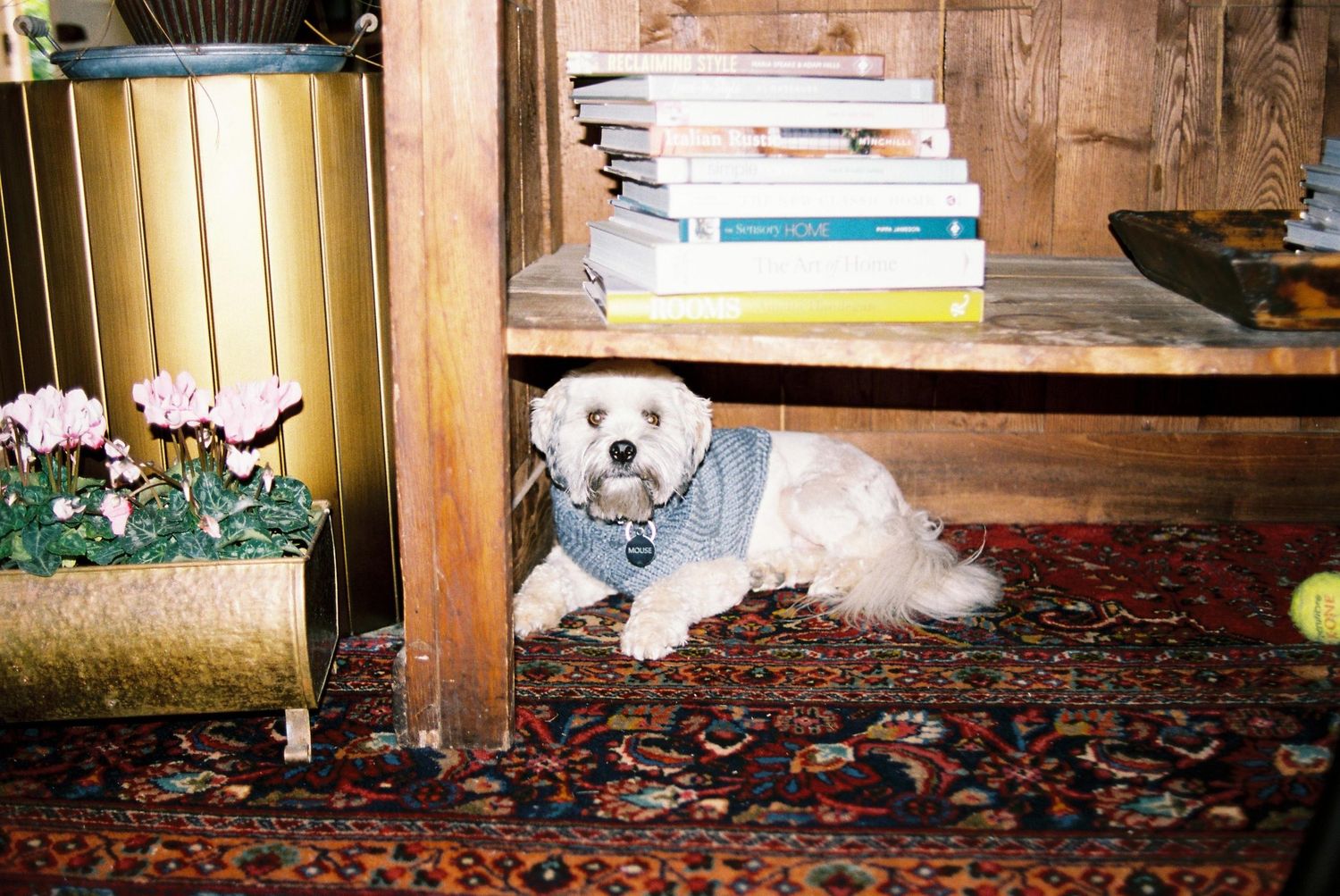 Small white fluffy dog lying on a colorful Persian rug beneath a wooden shelf with stacked books.