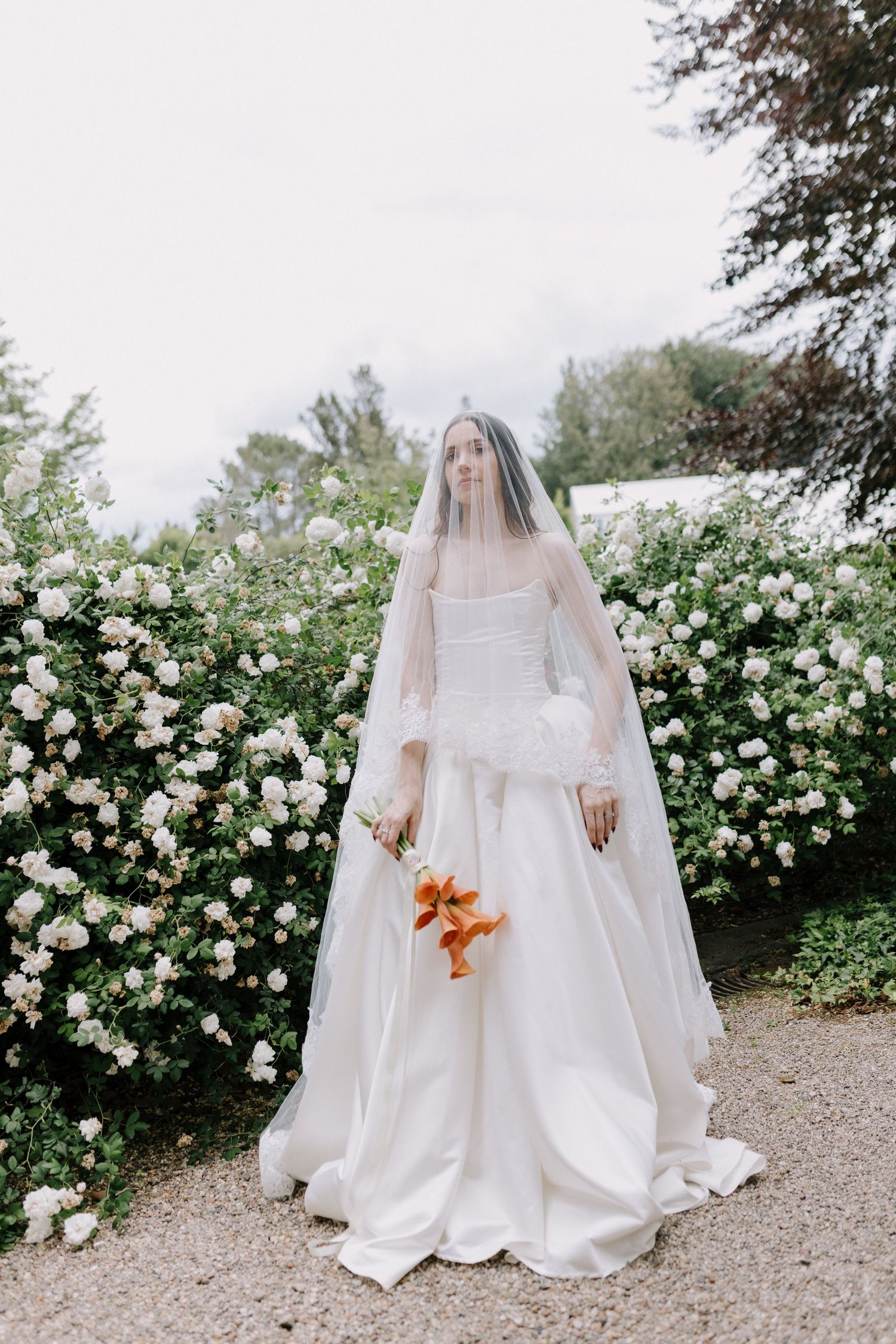 Elegant bride in white ball gown with long veil holding orange bouquet beside blooming white rose bushes.