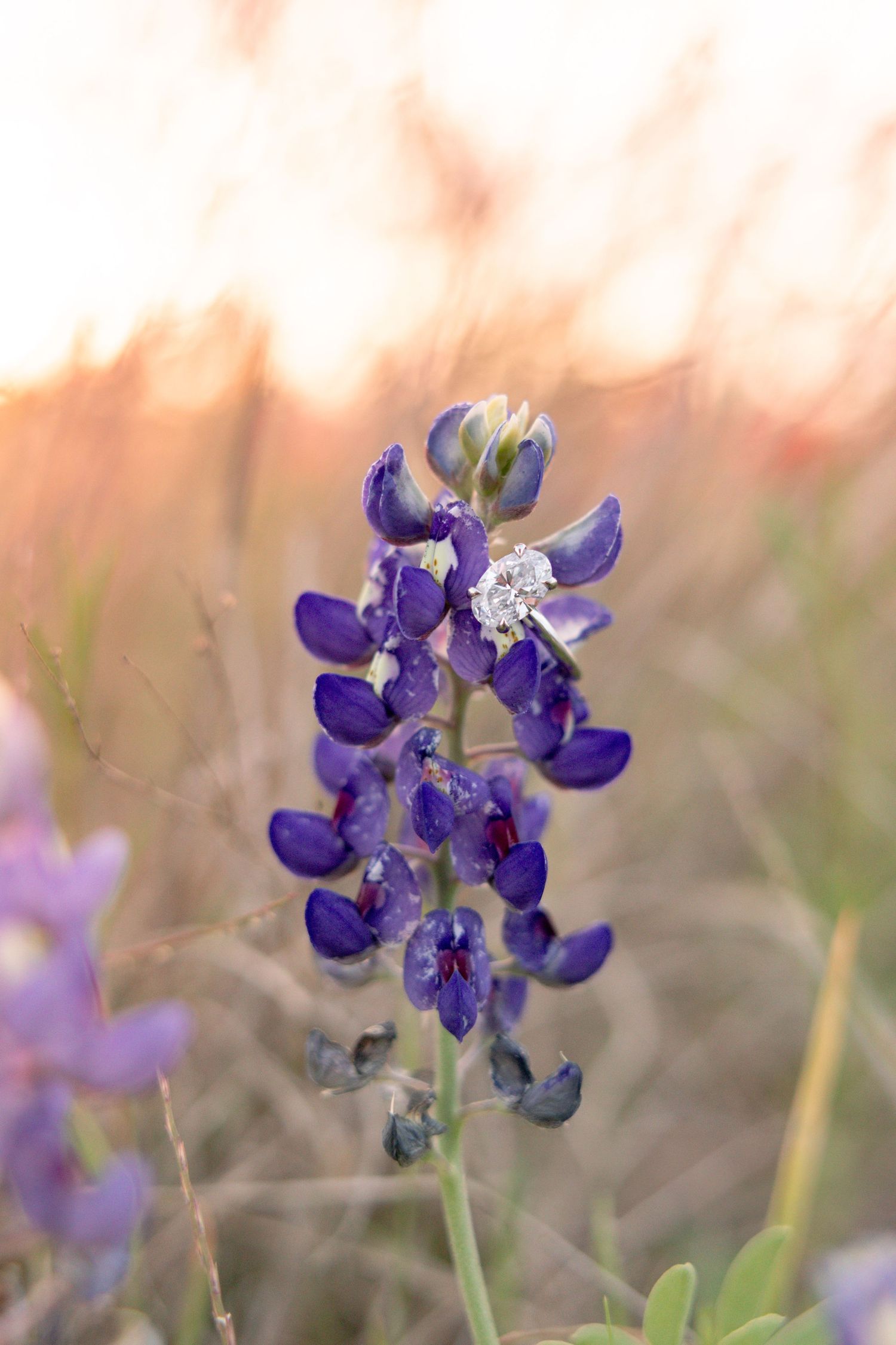 Close-up of a vibrant purple Texas bluebonnet wildflower with an engagement ring at sunset.
