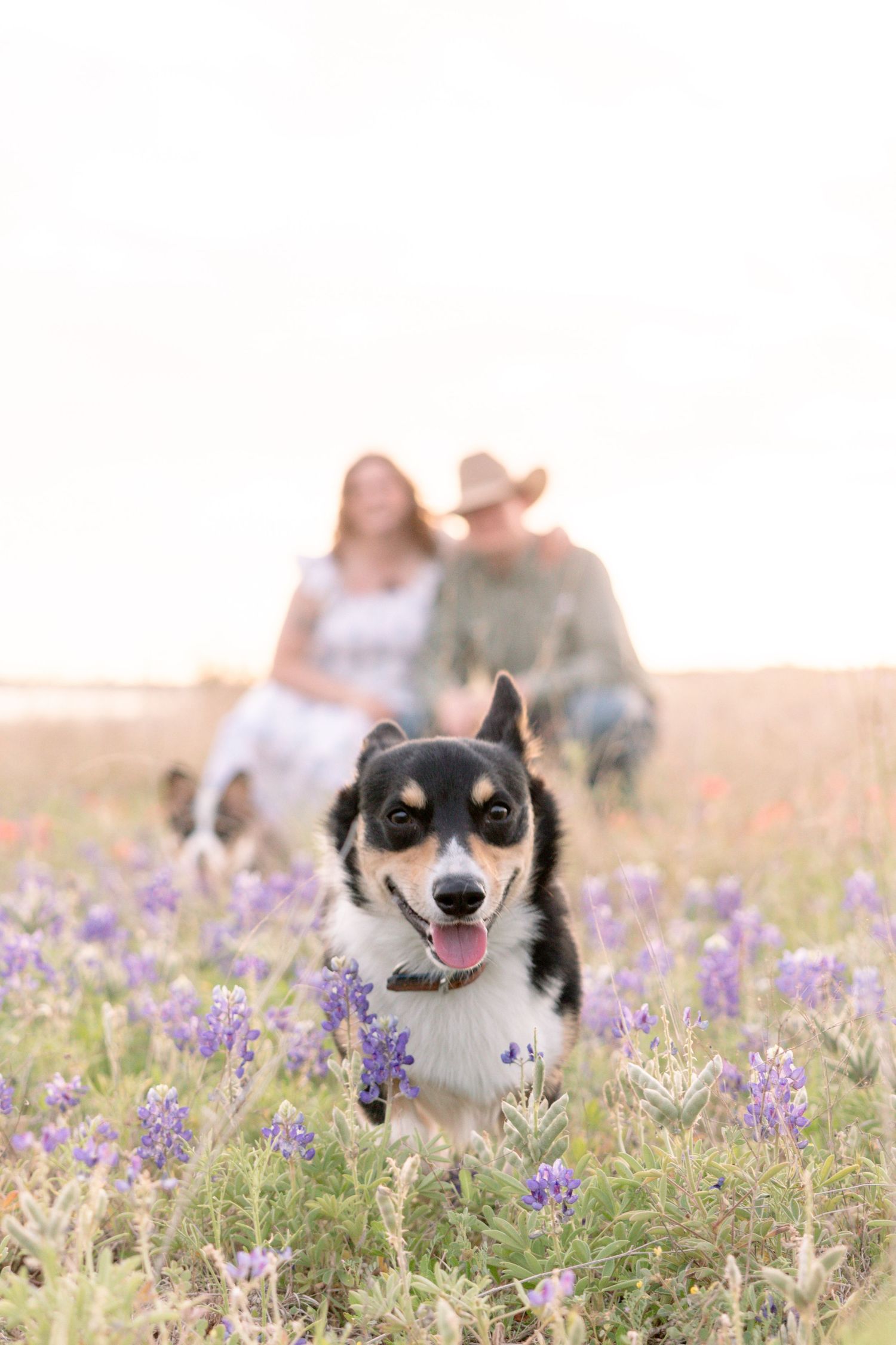 Happy dog runs through purple wildflower field with engaged couple sitting together in soft bokeh background at sunset. Stephenville Texas