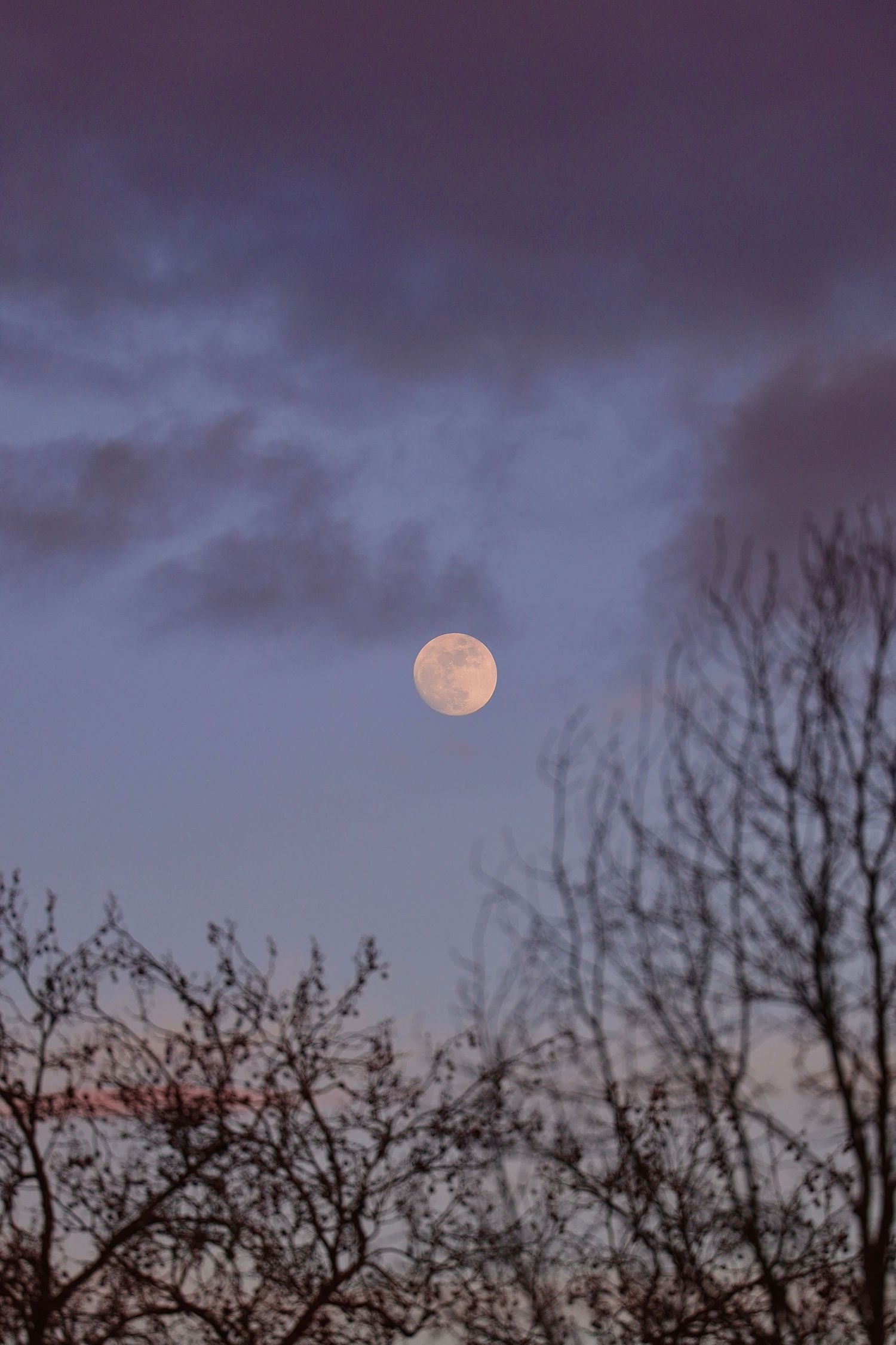 Full moon glowing in a dusky purple sky with silhouetted bare trees and soft clouds at twilight.
Reizen - Lynn - Hengelo