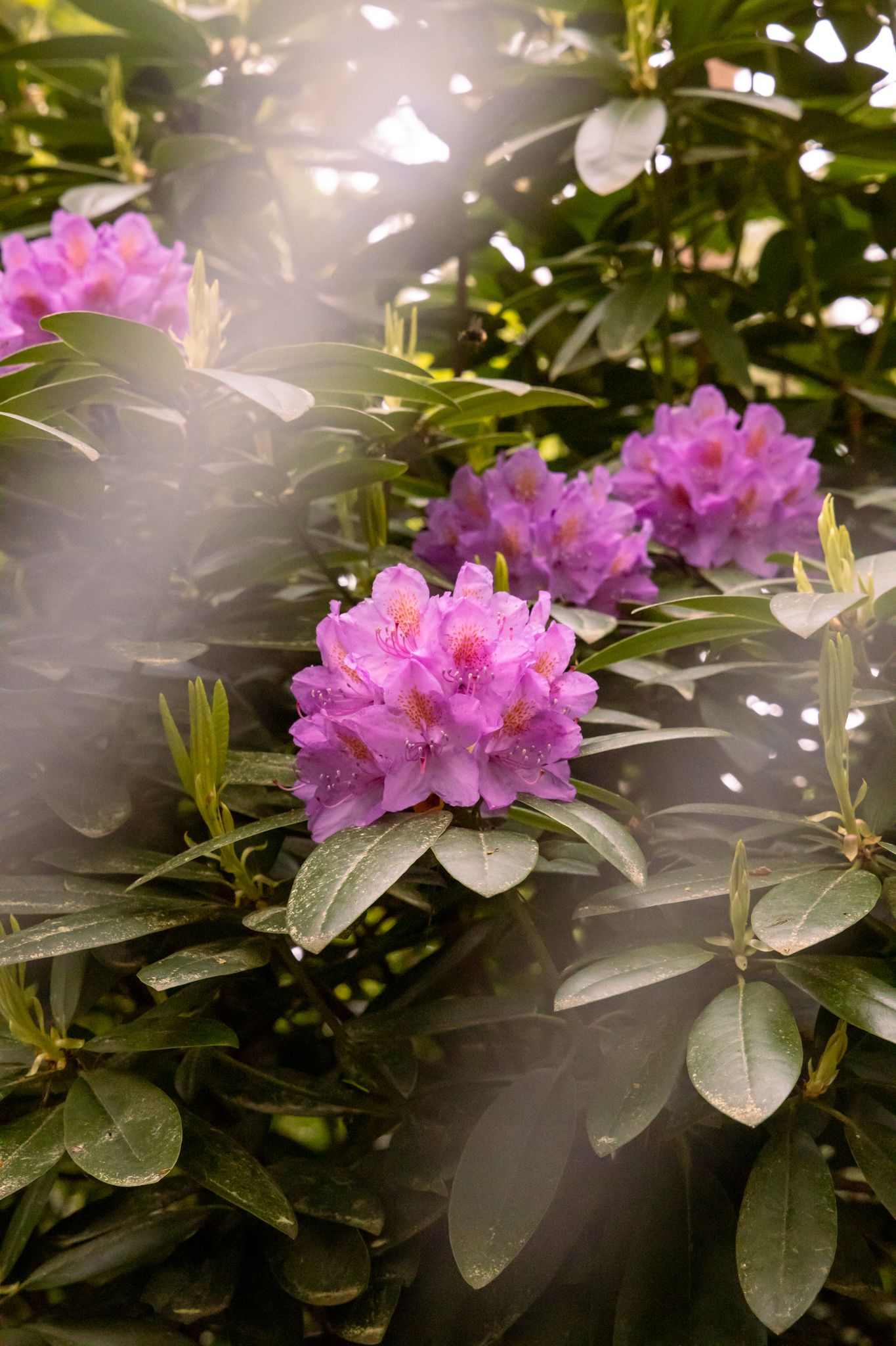 Beautiful purple rhododendron flowers blooming in sunlight among lush green leaves.
Lutterzand
