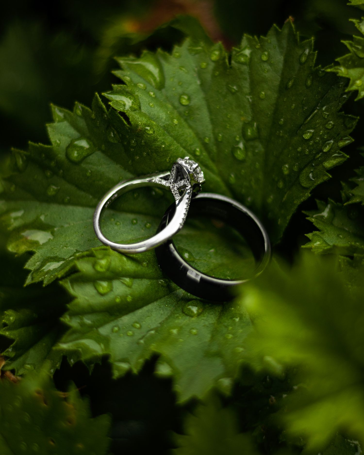 Wedding rings resting on wet green leaves with water droplets.
