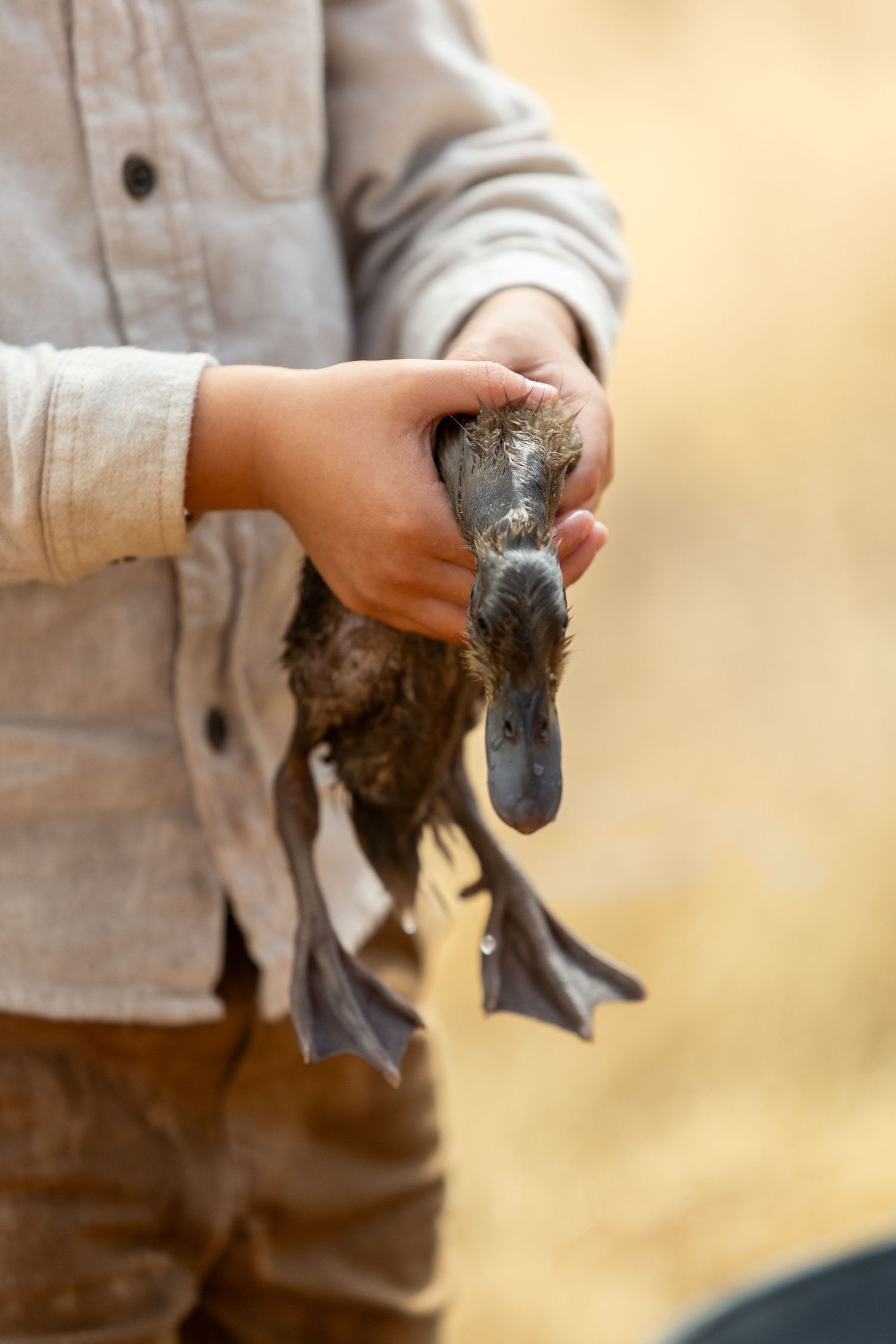 Child holding a small duckling with webbed feet in both hands outdoors on a farm.