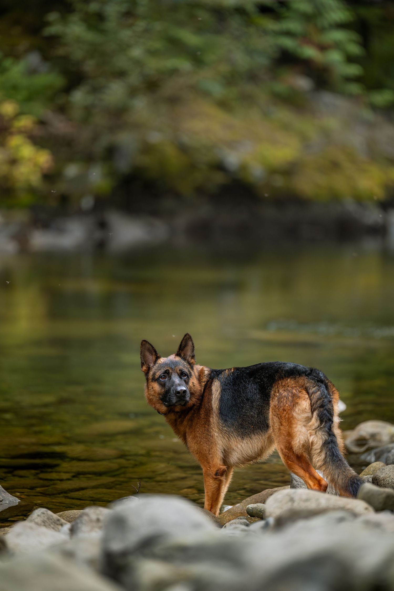 Outdoor dog portrait in natural landscape
