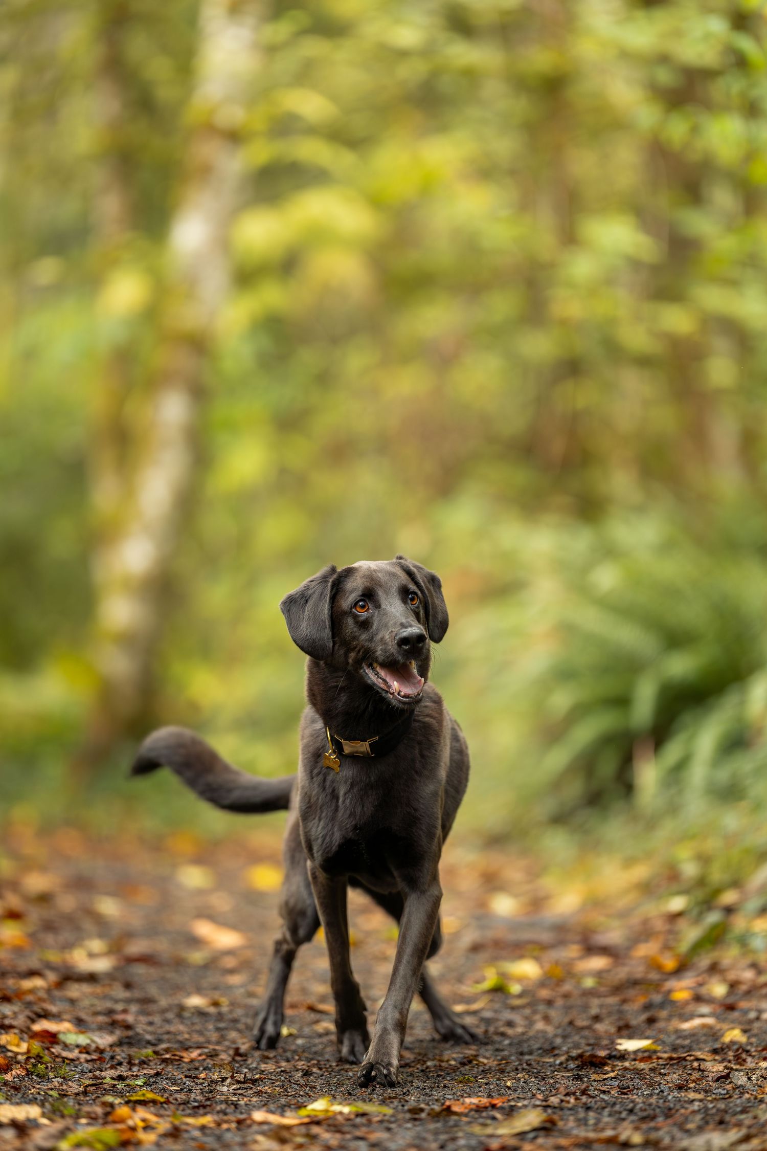 Outdoor dog portrait in natural landscape