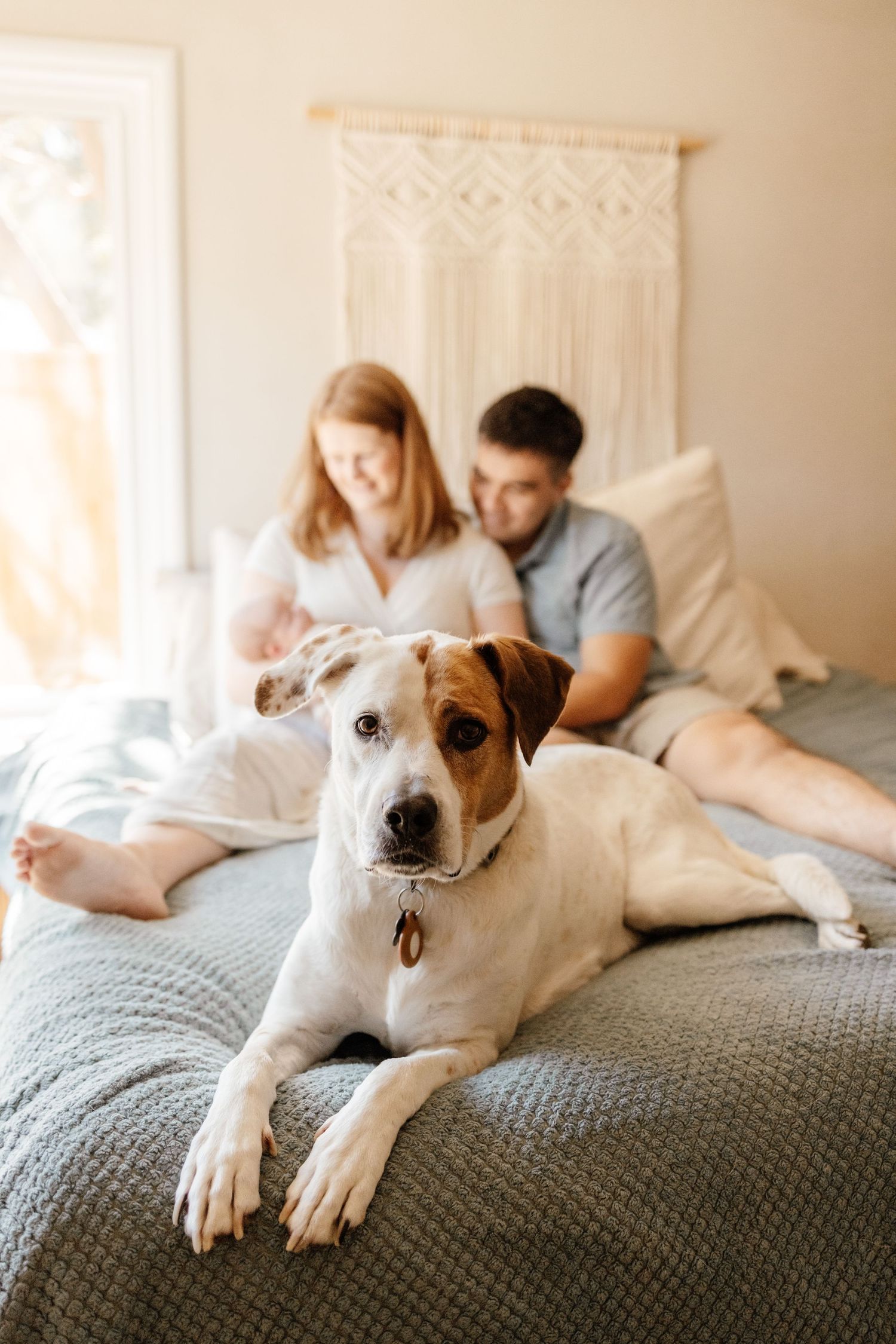 Dog stares into camera with family and new baby in the background at newborn photo session with Cindy Tucey Photography