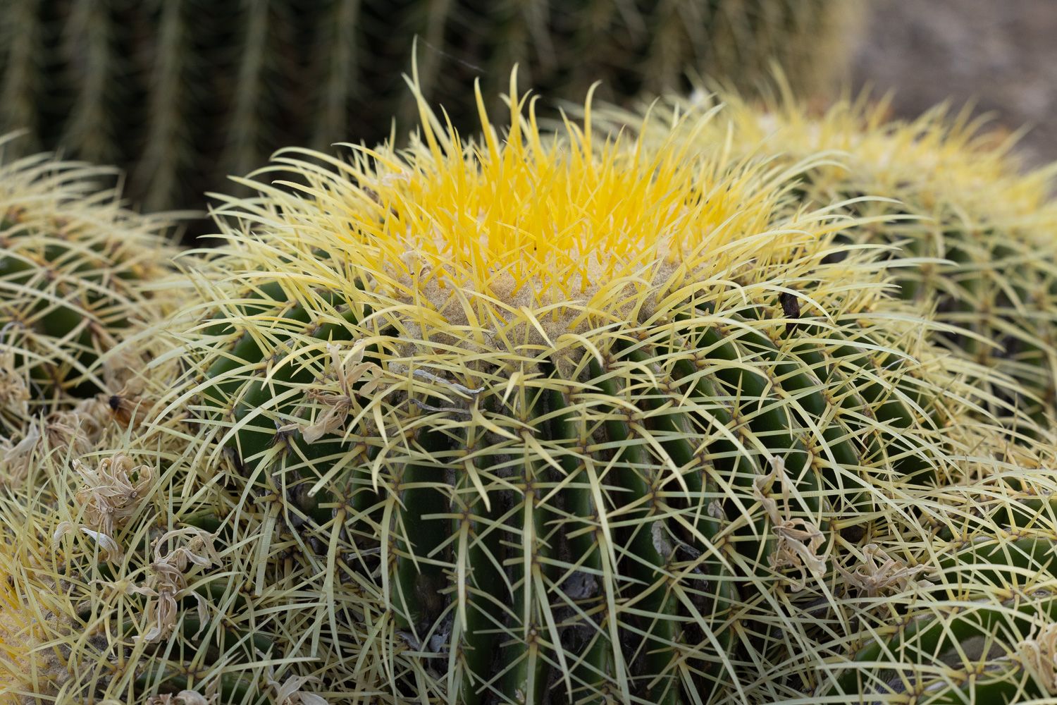 Barrel cactus at the Arizona Cactus Garden in Palo Alto by Newborn and Family Photographer Cindy Tucey Photography