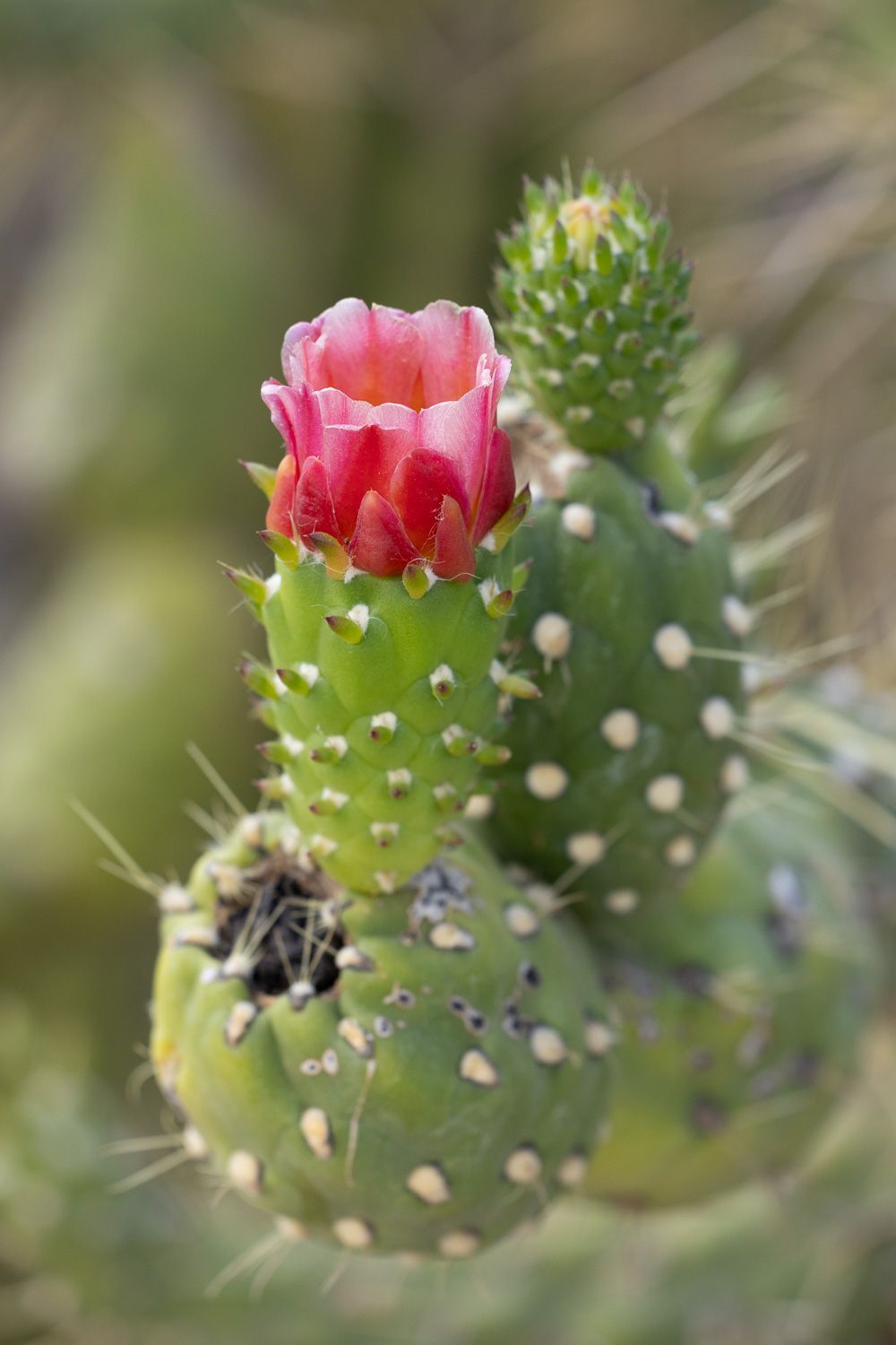 Flower photographed at photo session in San Jose by Family & Newborn Photographer Cindy Tucey Photography