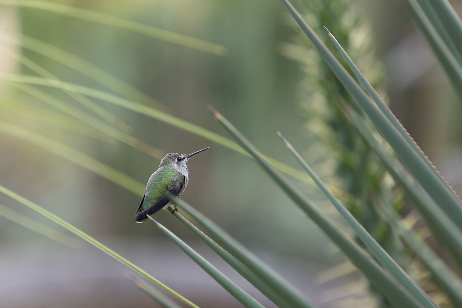 Hummingbird photographed at photoshoot in San Jose with San Jose Newborn & Family Photographer Cindy Tucey Photography