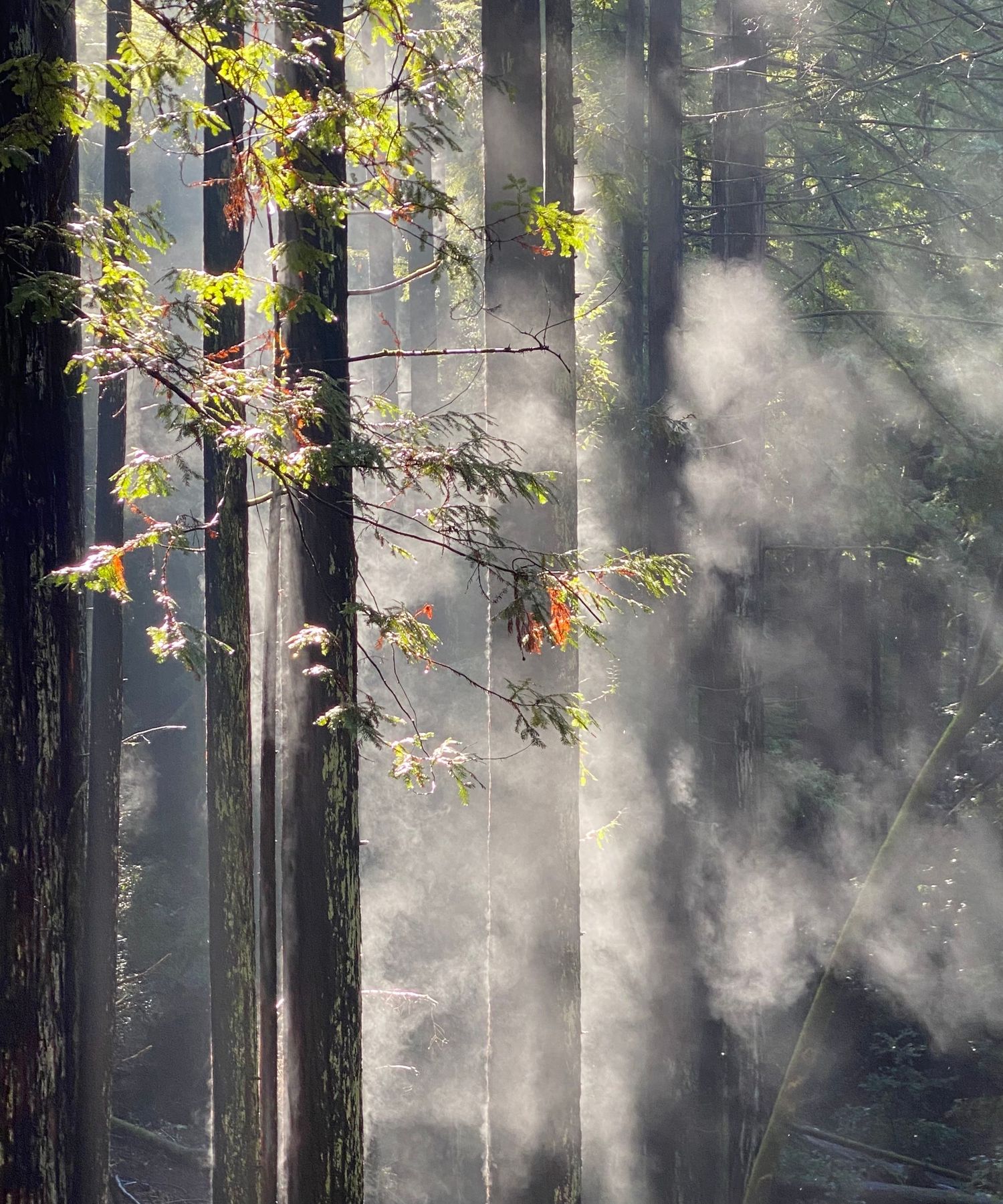 Fog in the redwoods at Henry Cowell State Park by Cindy Tucey Photography