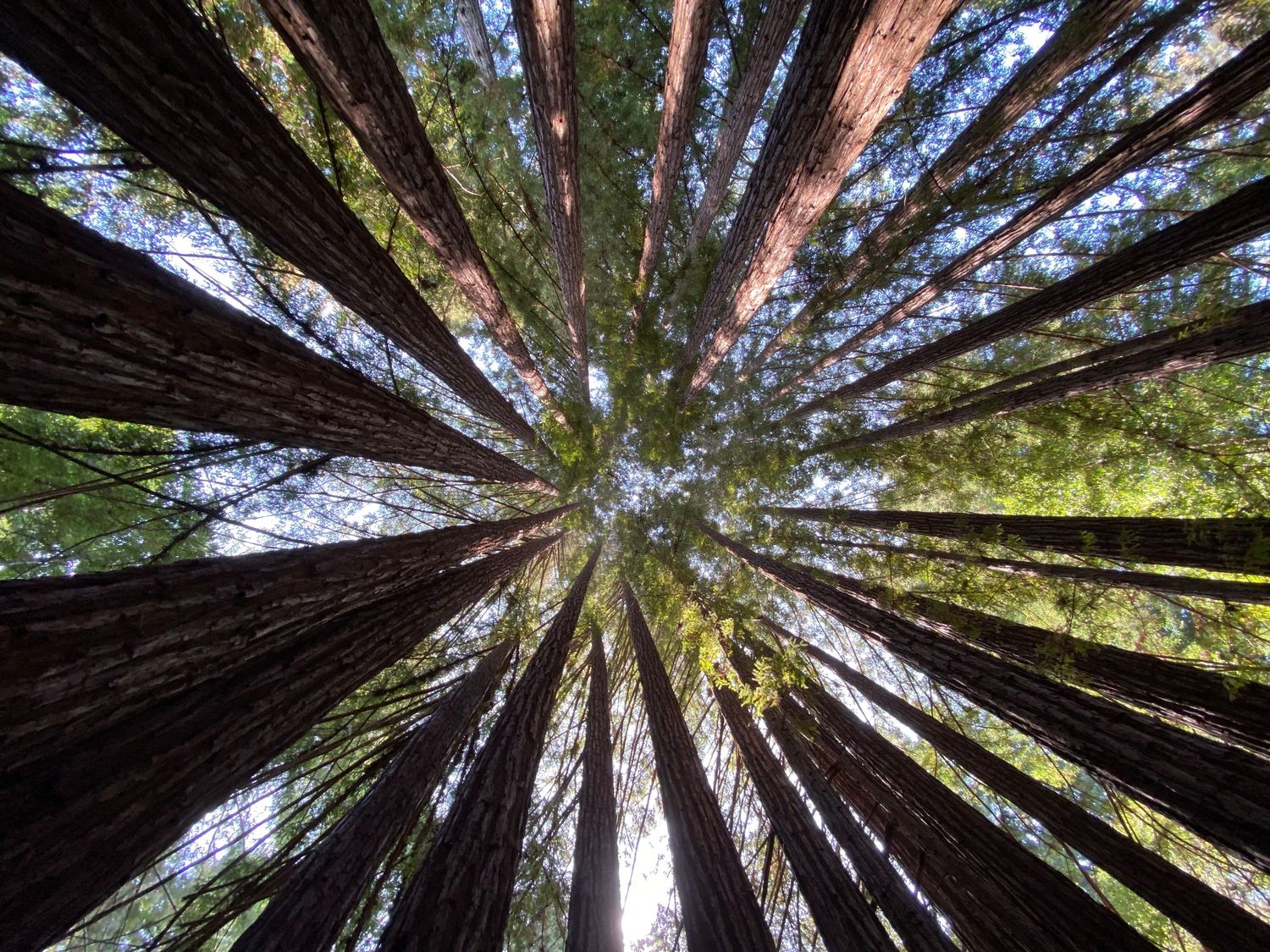 Cindy Tucey Photography captures fairy ring in the redwoods at Henry Cowell State Park while hiking