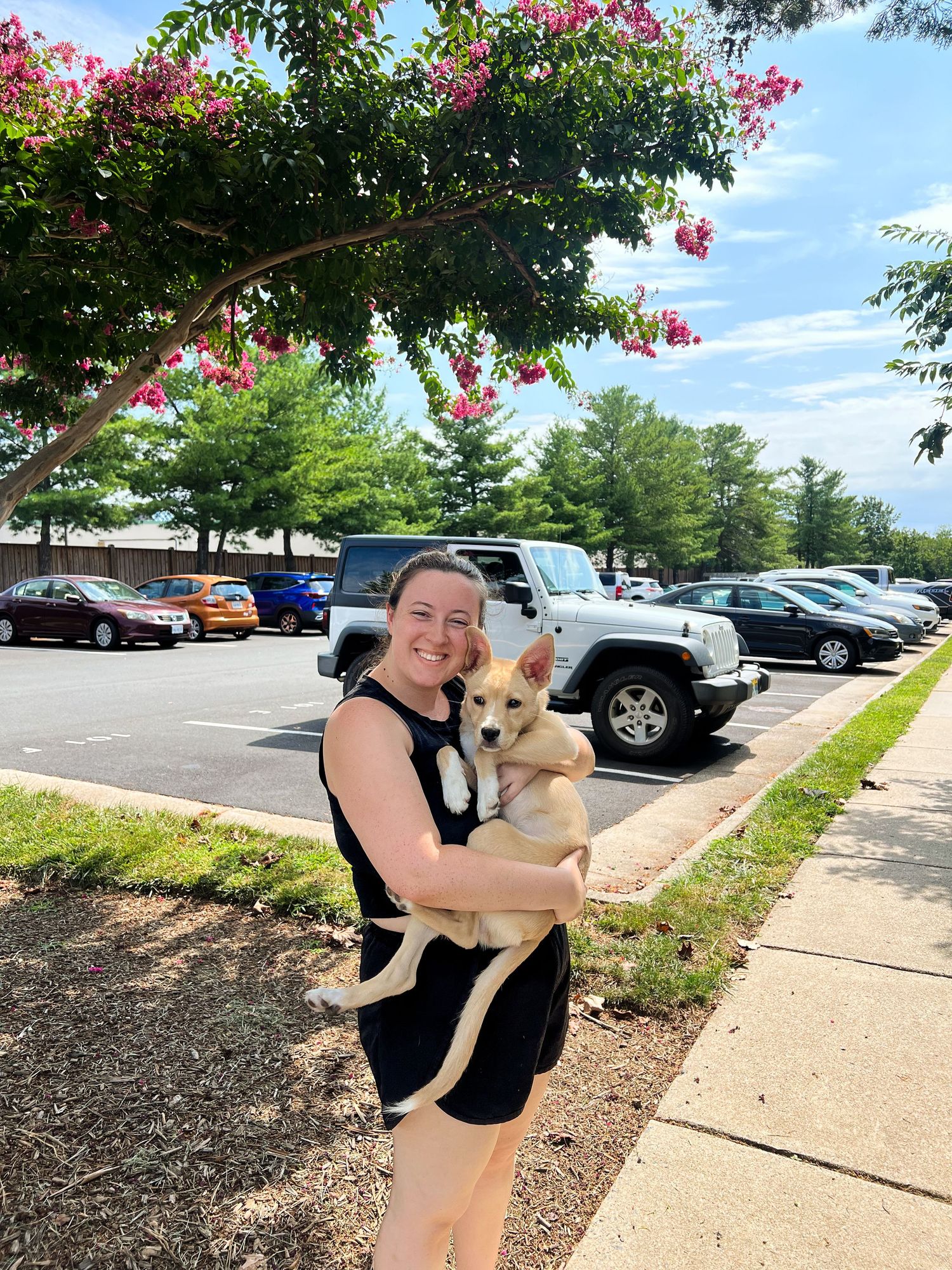 A series of photos showing a person holding a tan-colored dog in a parking lot with blooming pink flowers and trees.