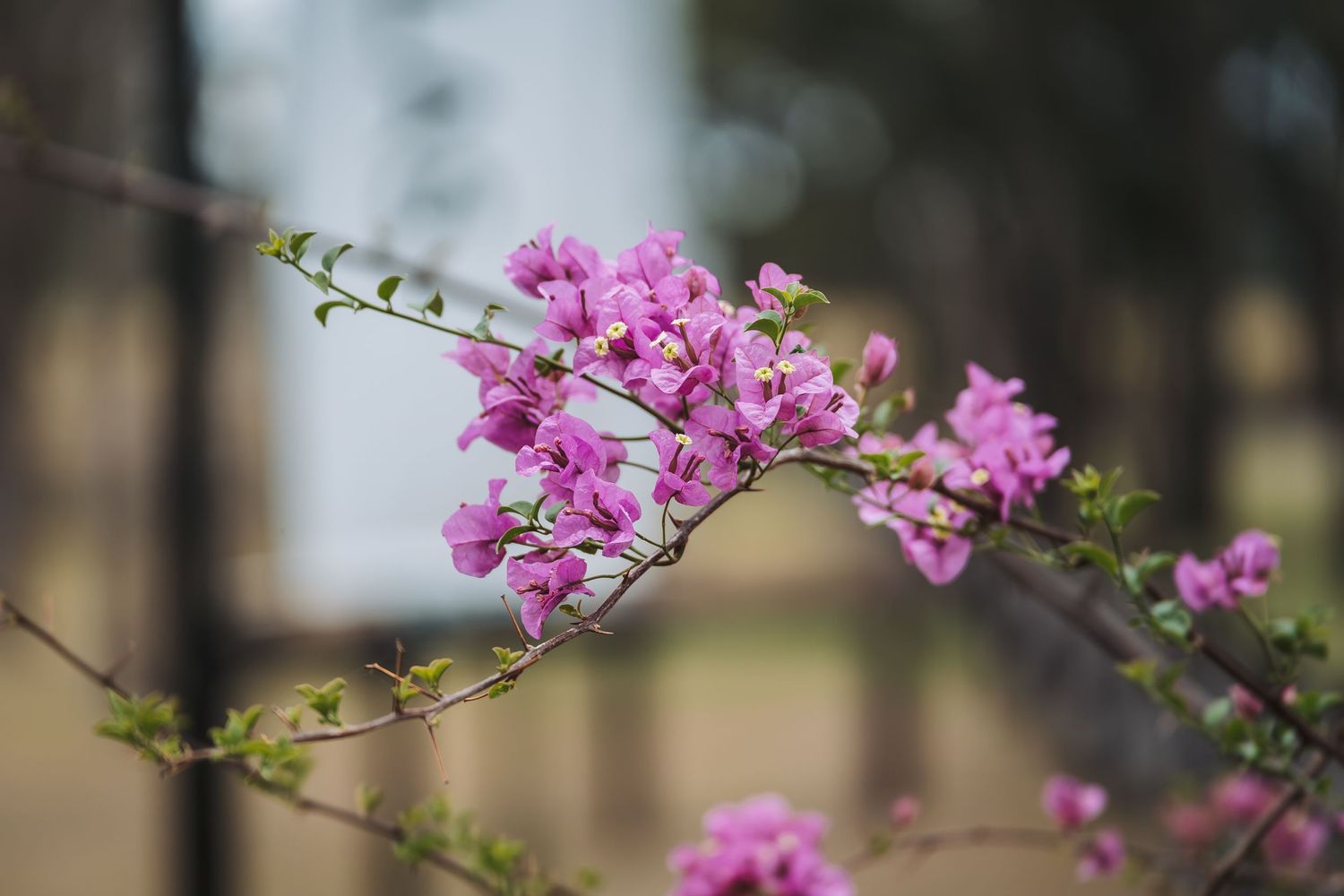 Delicate pink bougainvillea flowers bloom on a branch against a soft blurred background.